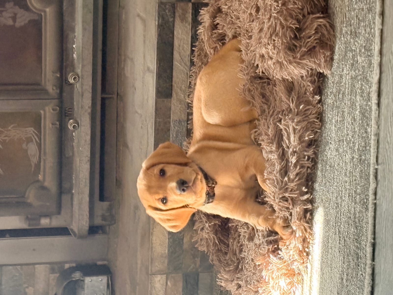 Petspiration Spotlight: Penny Lane of the Valley