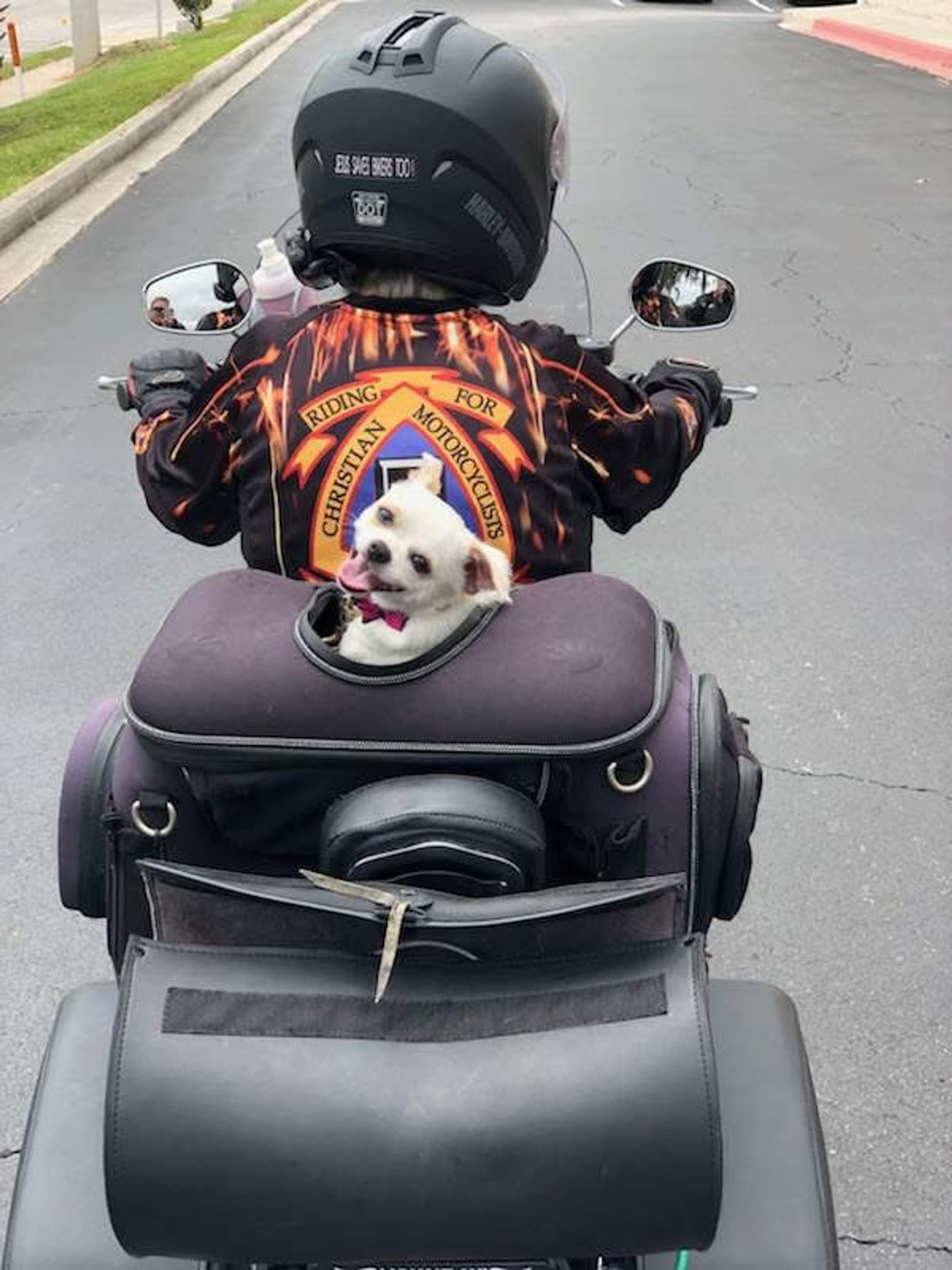 Petspiration Spotlight: PennyLane