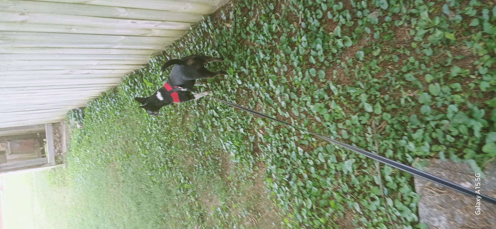 Petspiration Spotlight: Pepper