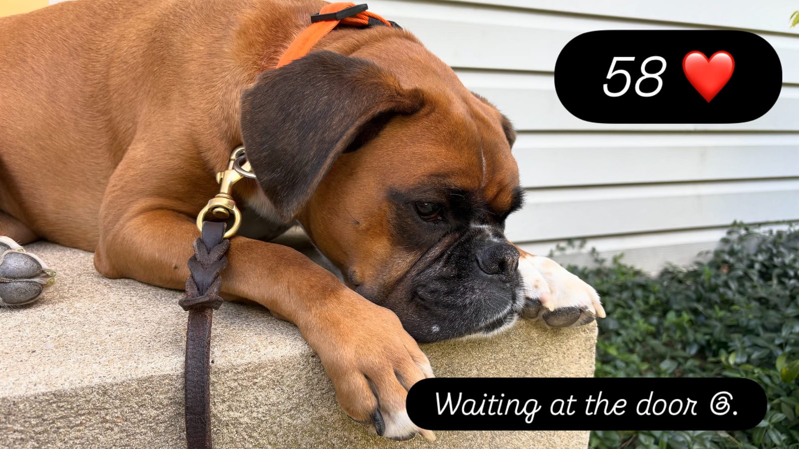 Petspiration Spotlight: Pepper