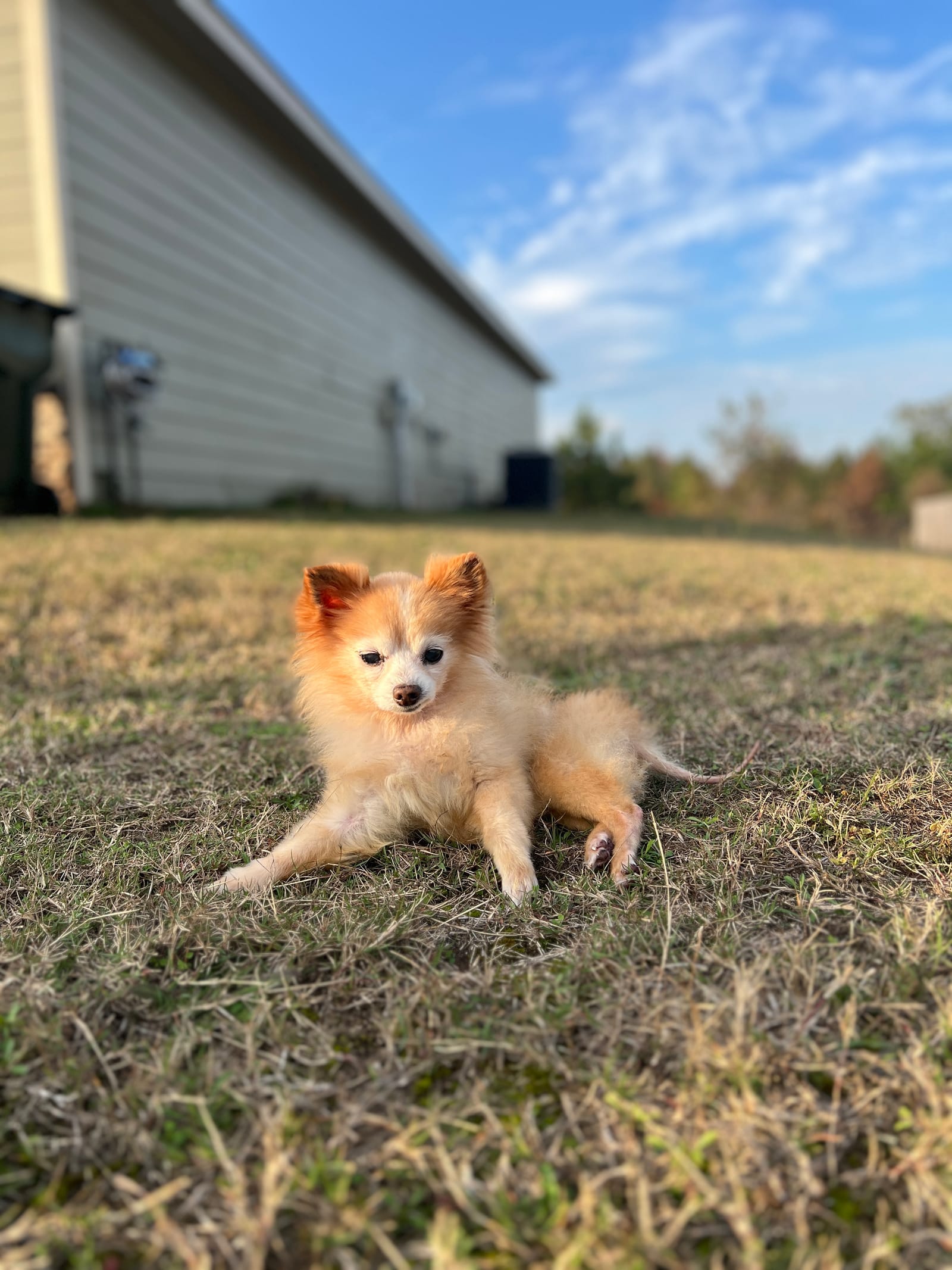 Petspiration Spotlight: Peppers