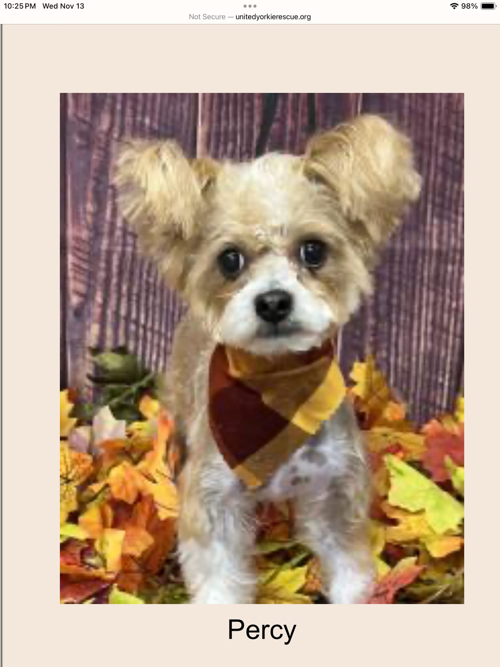 Petspiration Spotlight: Percy