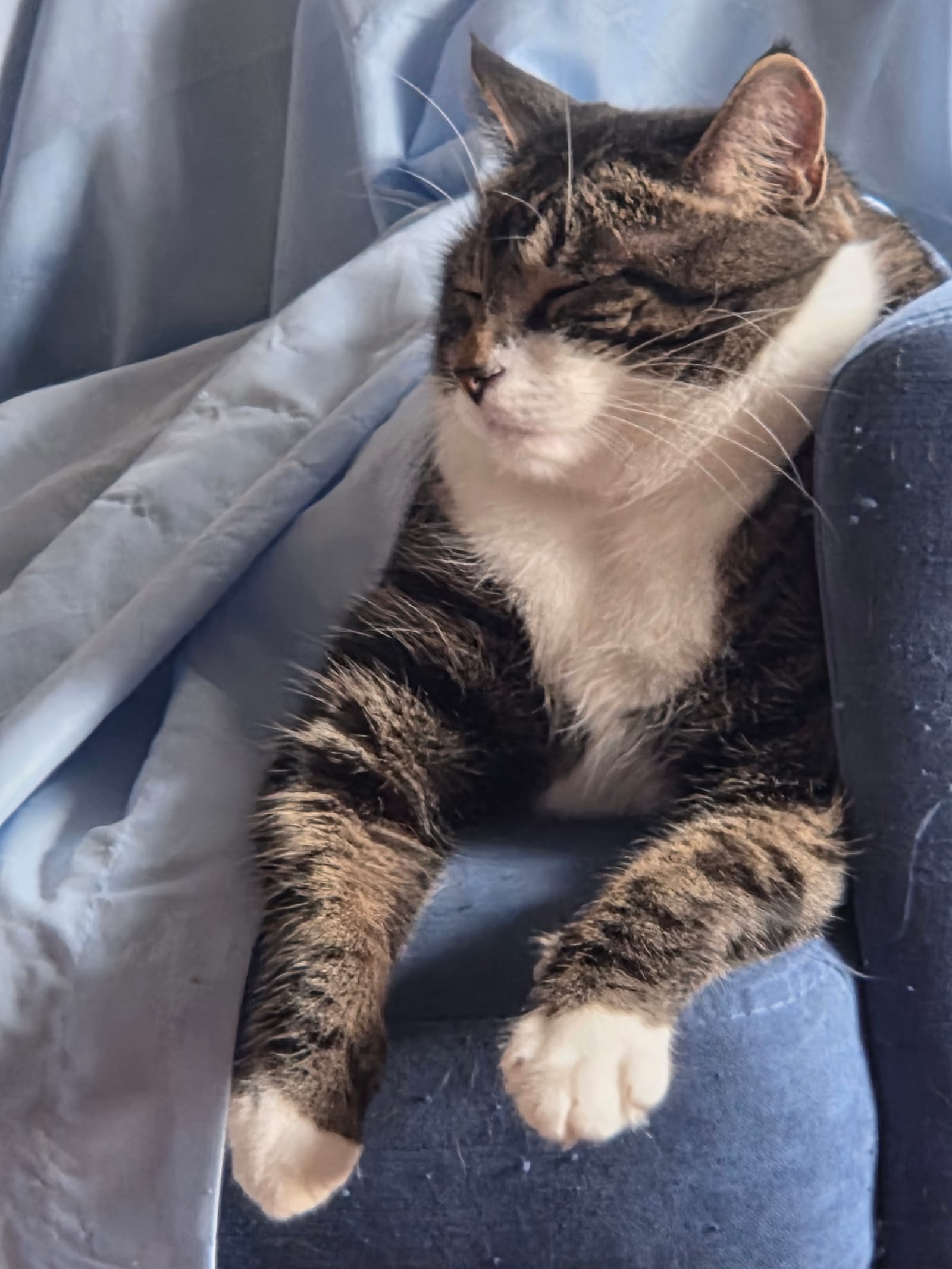 Petspiration Spotlight: Peter Pan