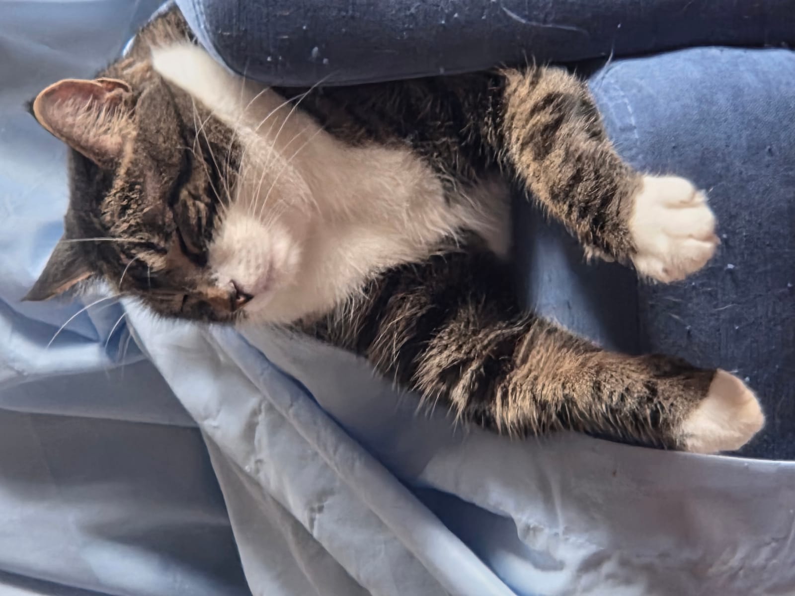 Petspiration Spotlight: Peter Pan