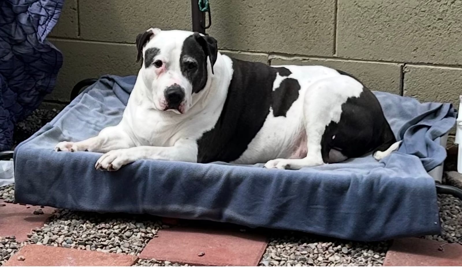 Petspiration Spotlight: Petey