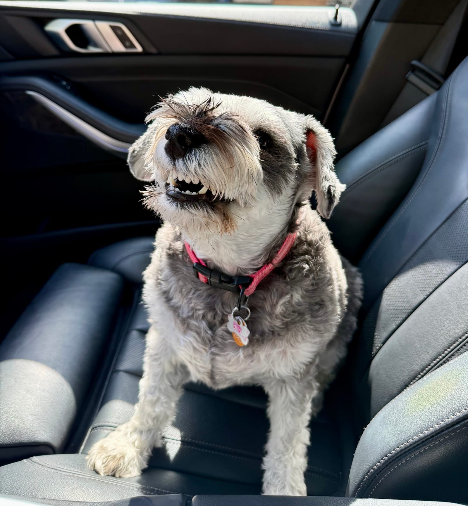 Petspiration Spotlight: Petunia