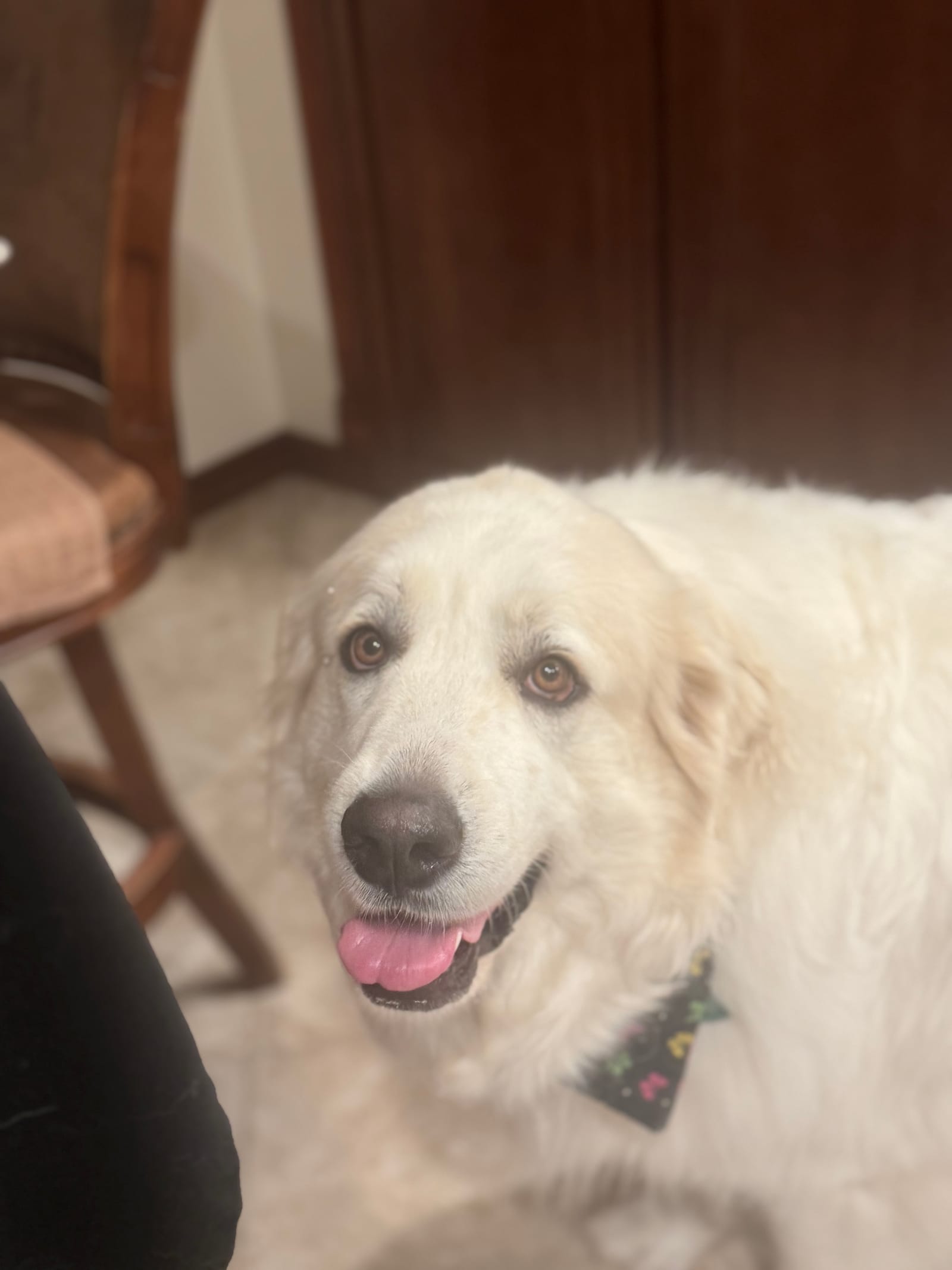 Petspiration Spotlight: Phoebe