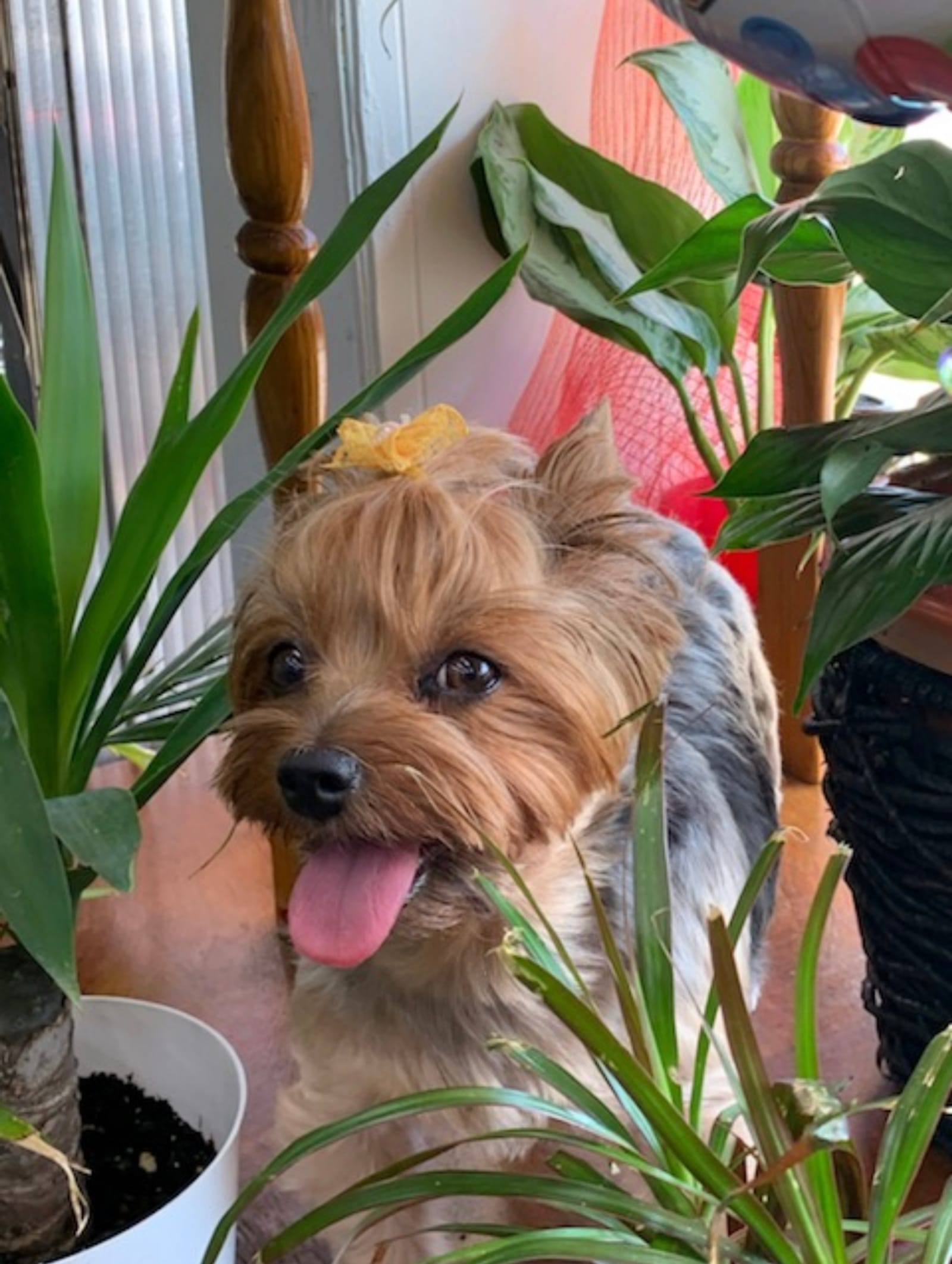 Petspiration Spotlight: Pinky