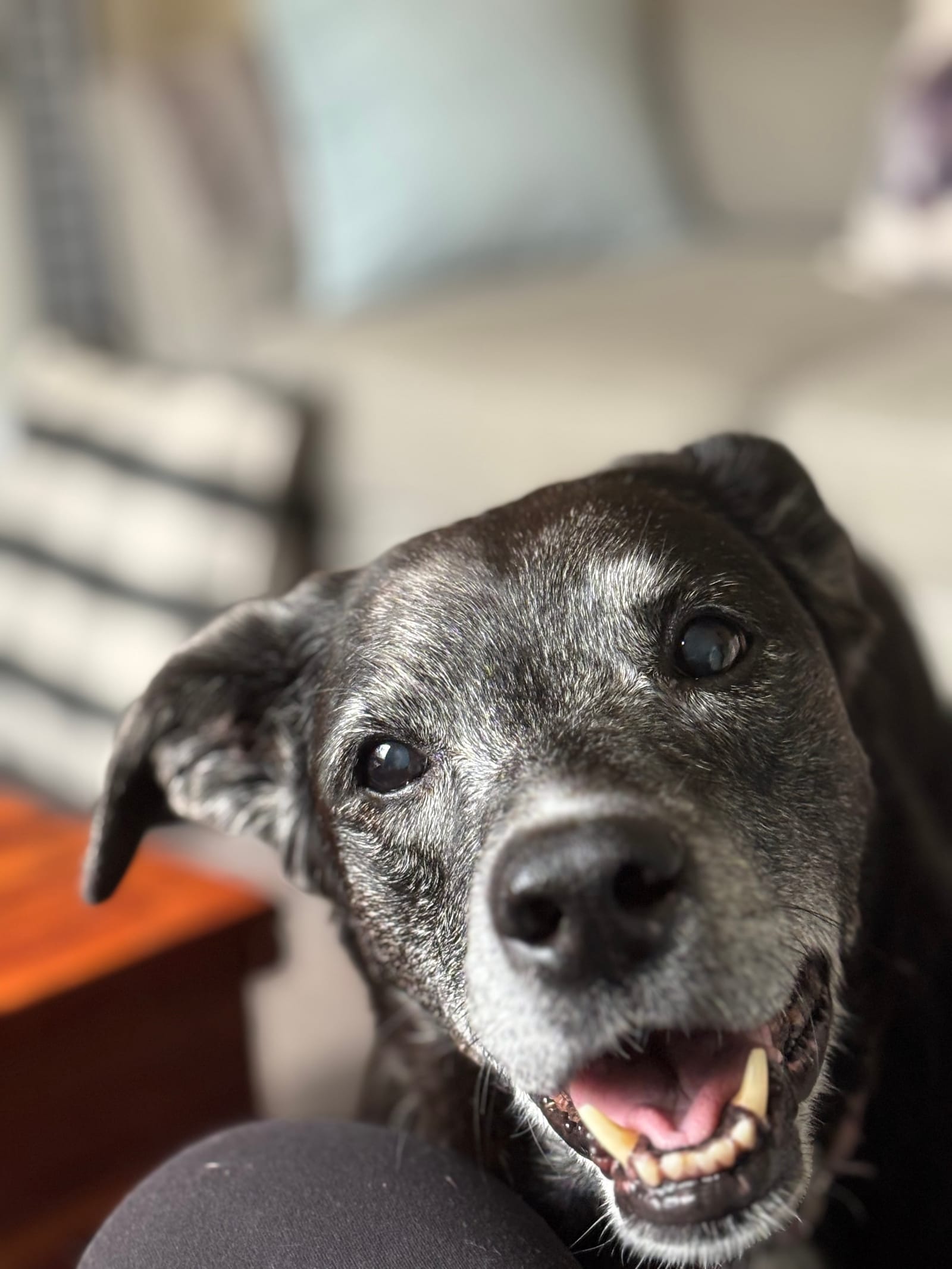 Petspiration Spotlight: Piper