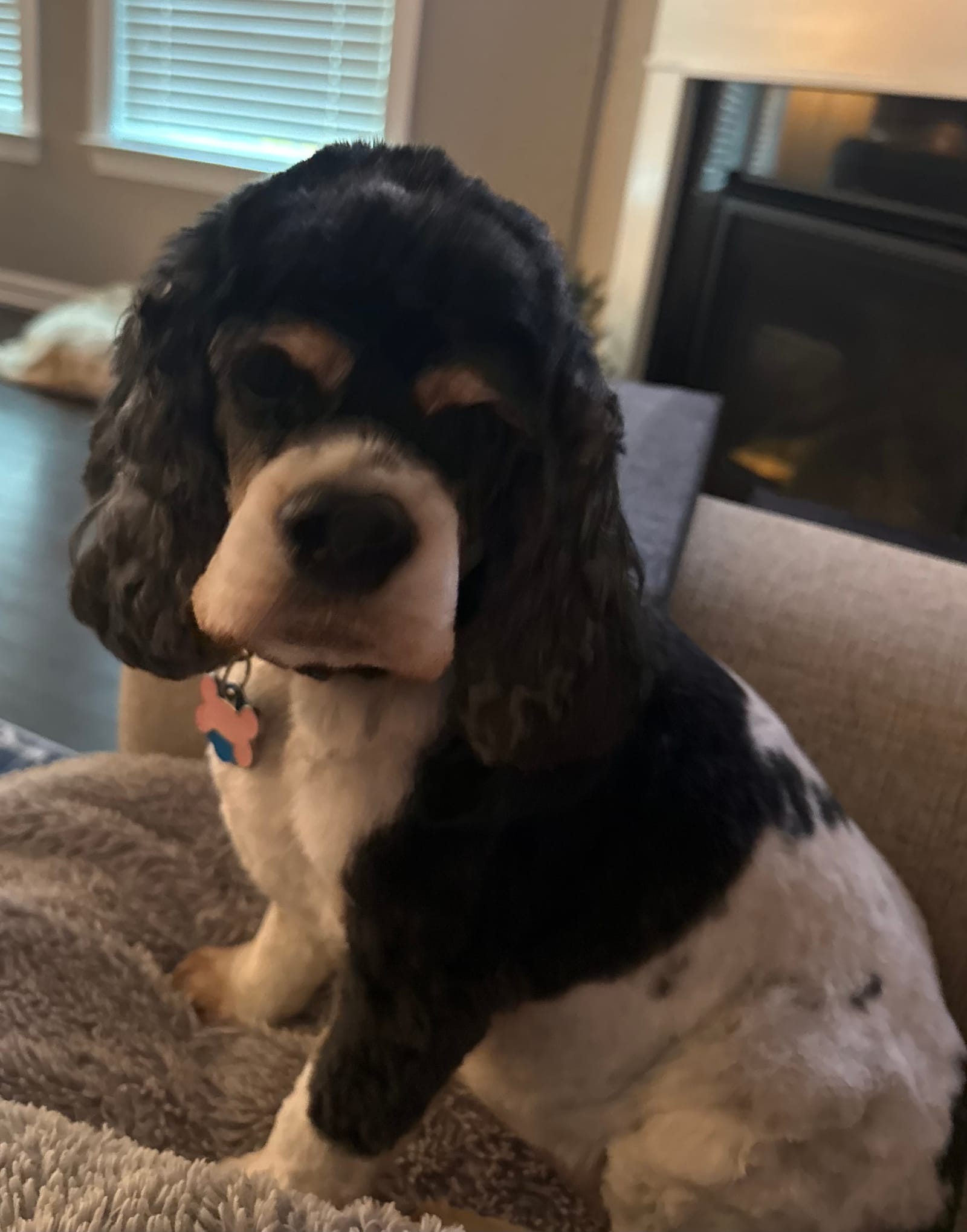 Petspiration Spotlight: Piper