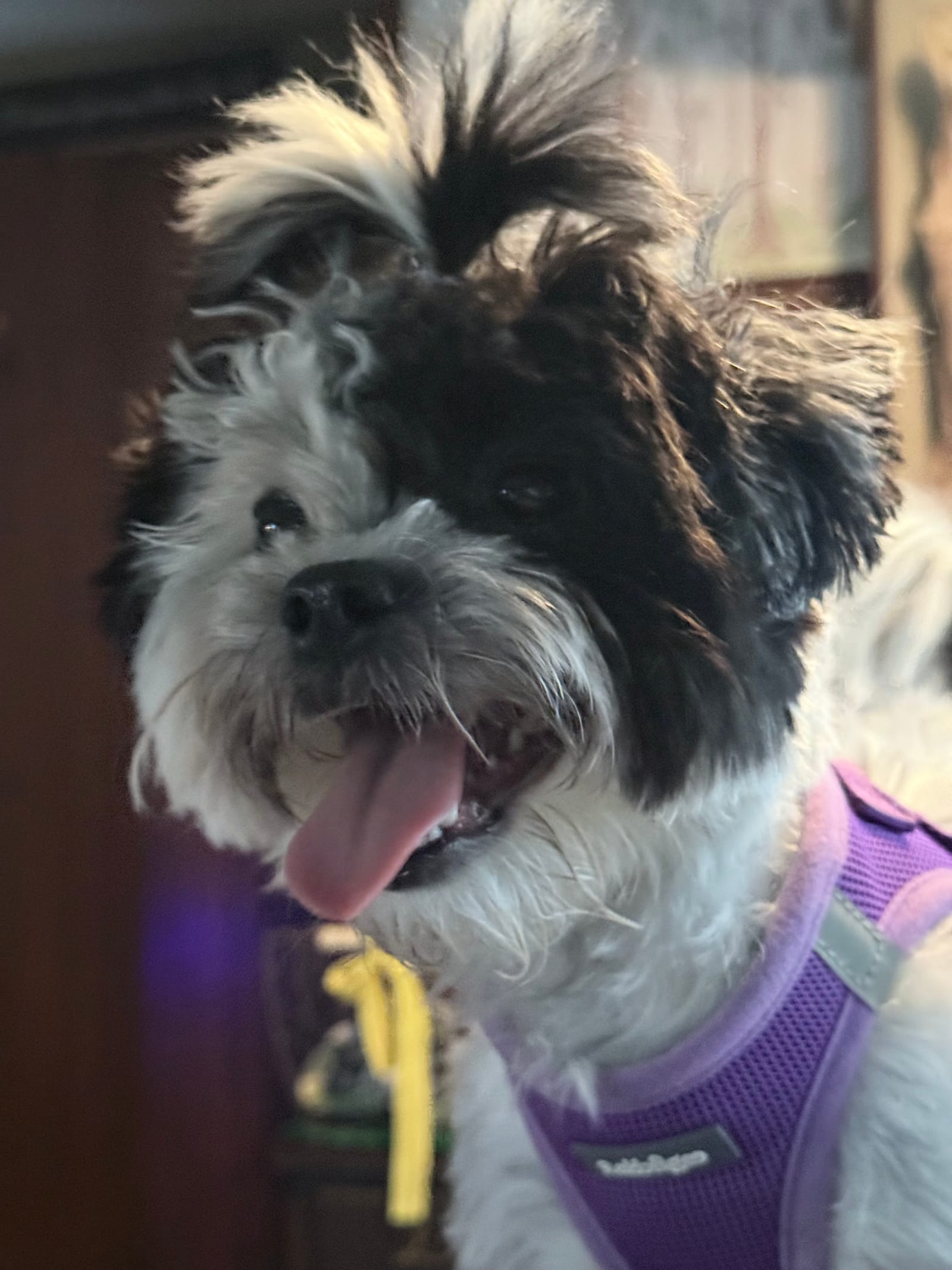 Petspiration Spotlight: Pixie
