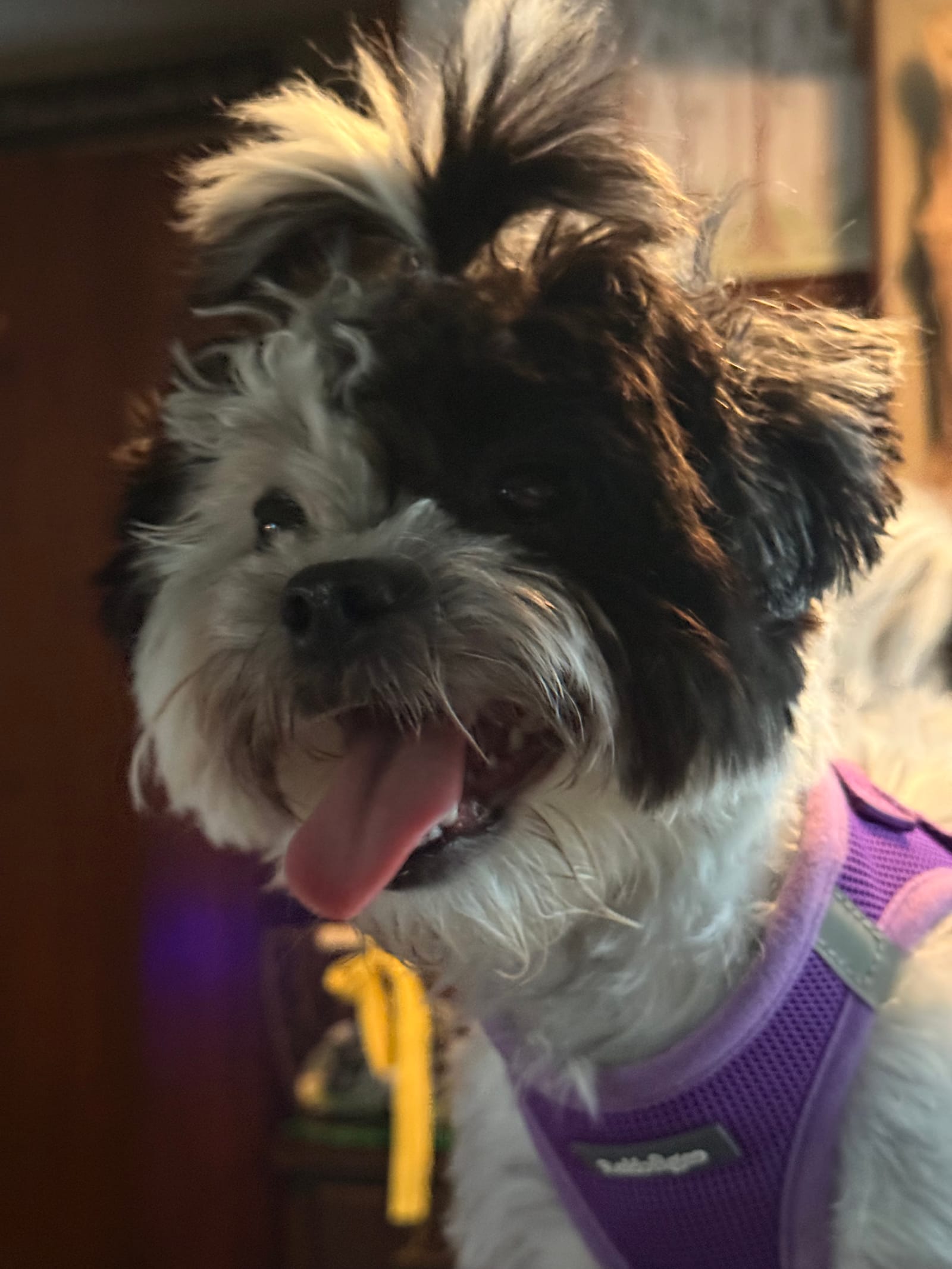 Petspiration Spotlight: Pixie