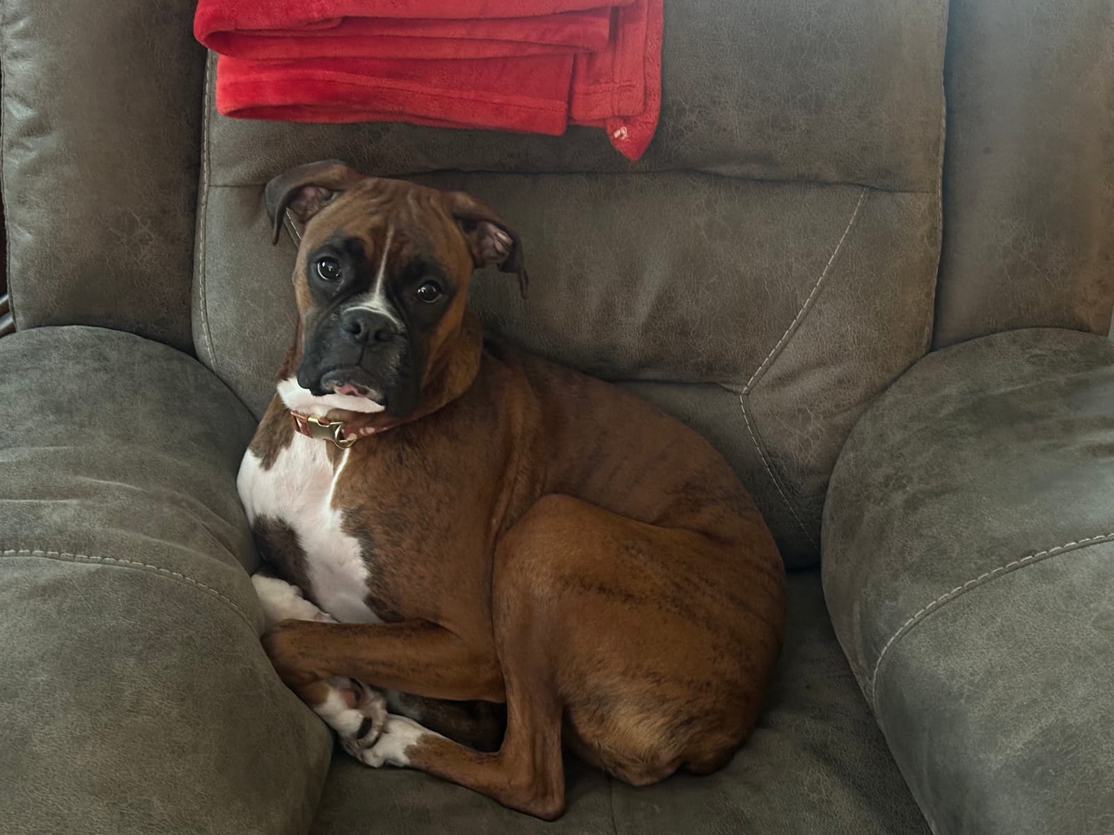 Petspiration Spotlight: Poppy aka Dolly Popkins