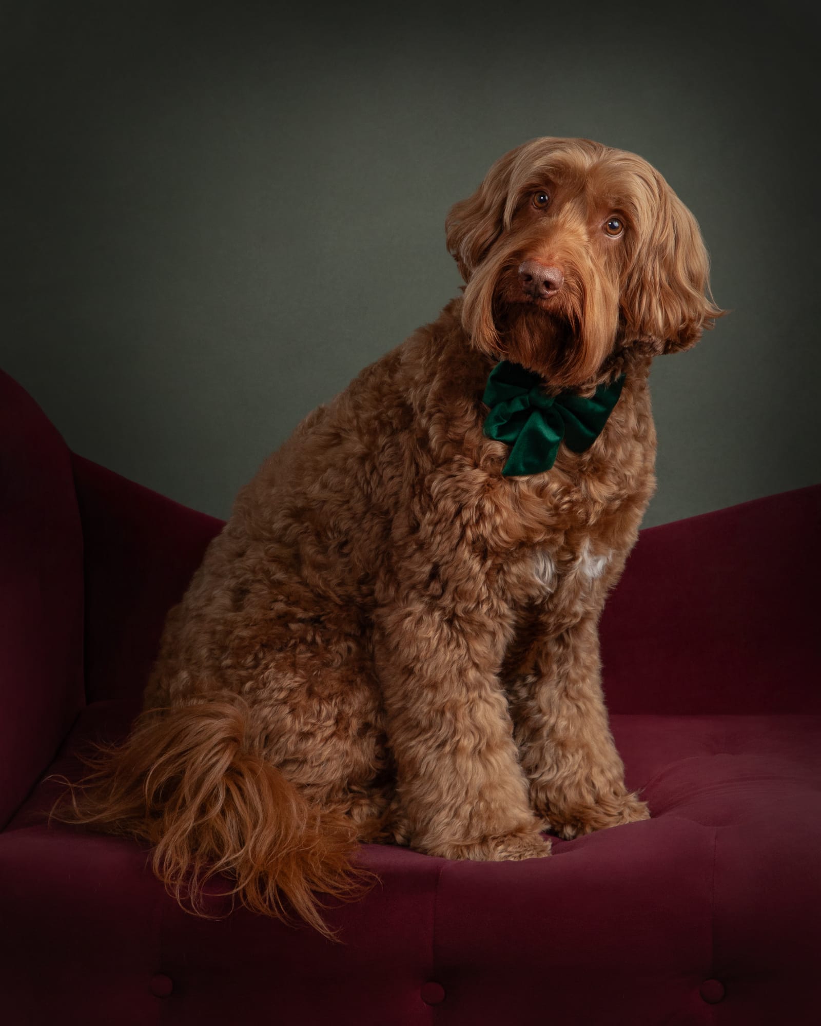 Petspiration Spotlight: POTUS
