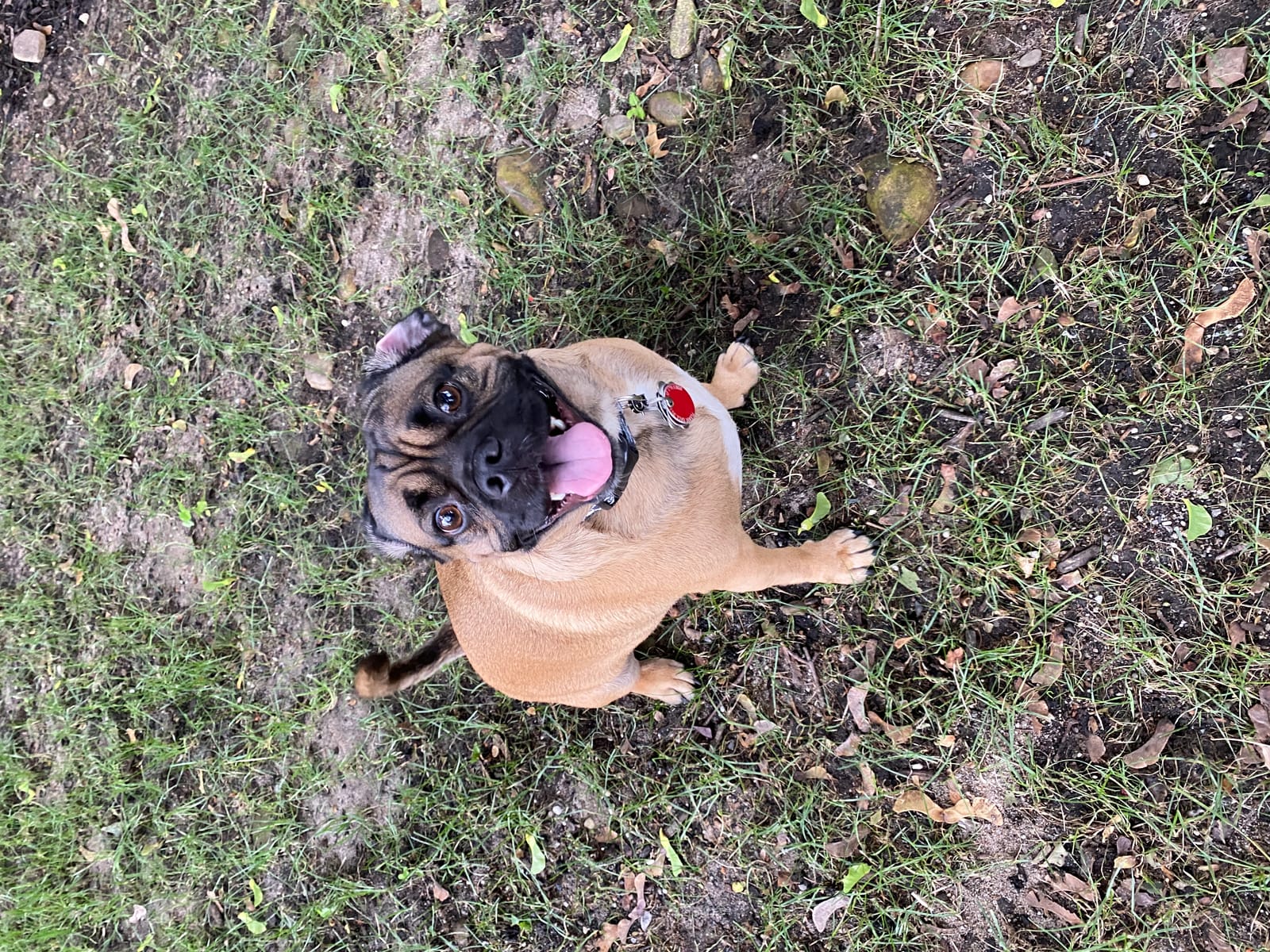 Petspiration Spotlight: Joey Prieto