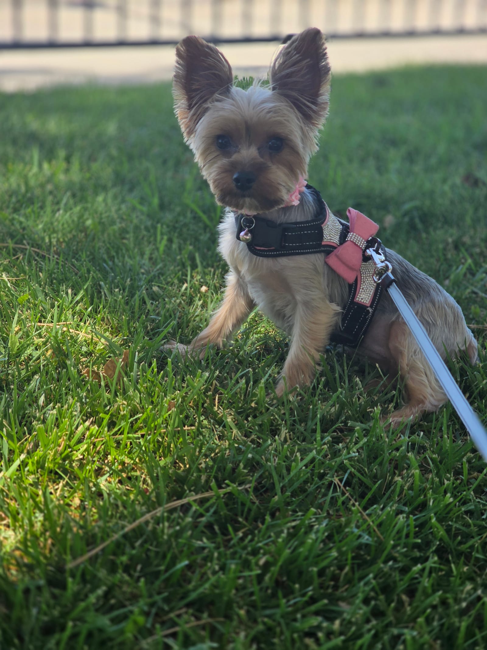 Petspiration Spotlight: Princess