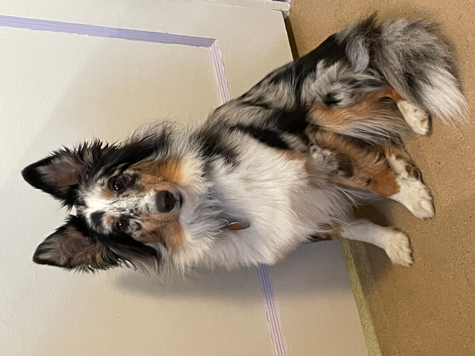 Petspiration Spotlight: Princess