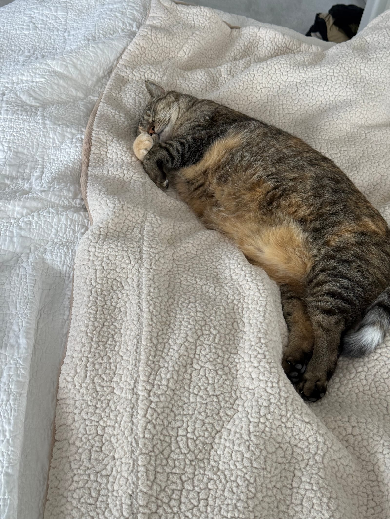 Petspiration Spotlight: Princess Stalker