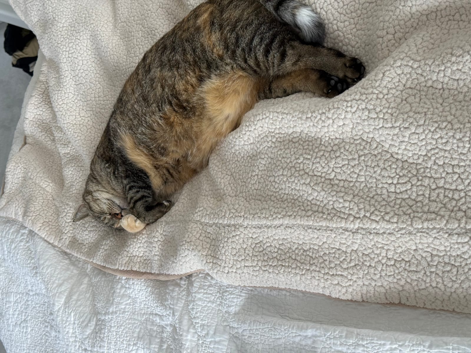 Petspiration Spotlight: Princess Stalker