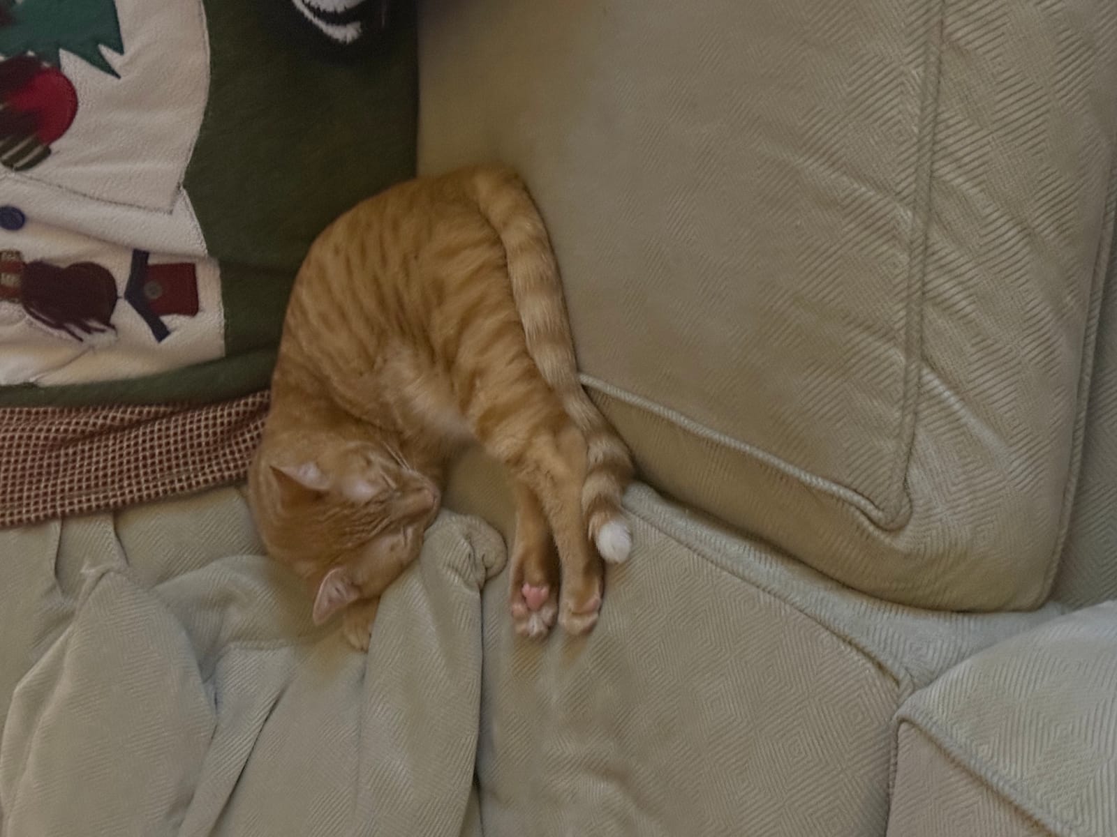 Petspiration Spotlight: Pumpkin