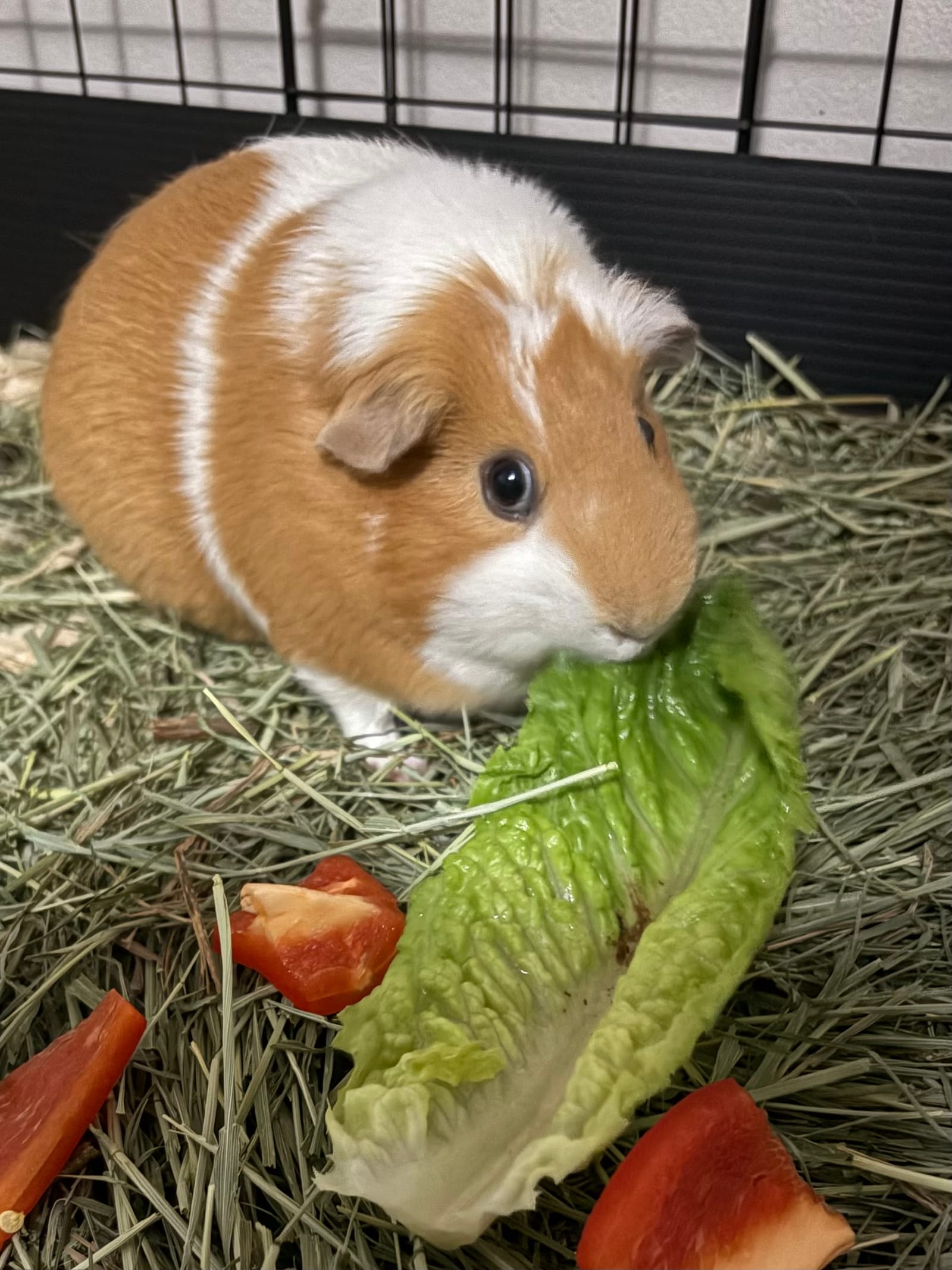 Petspiration Spotlight: Pumpkin