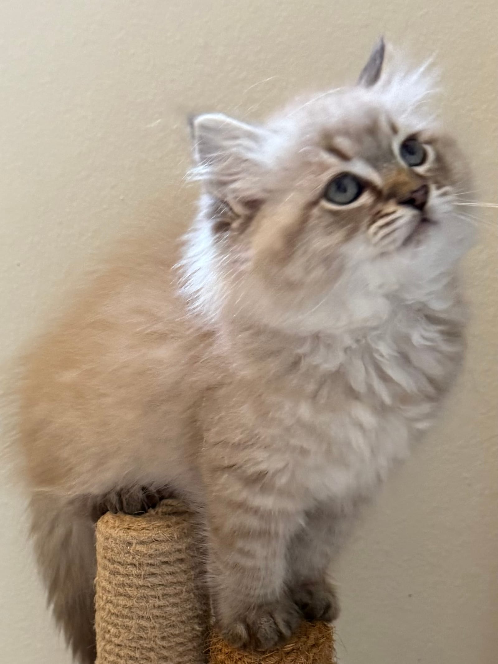 Petspiration Spotlight: PurrditaGrace Roy’all