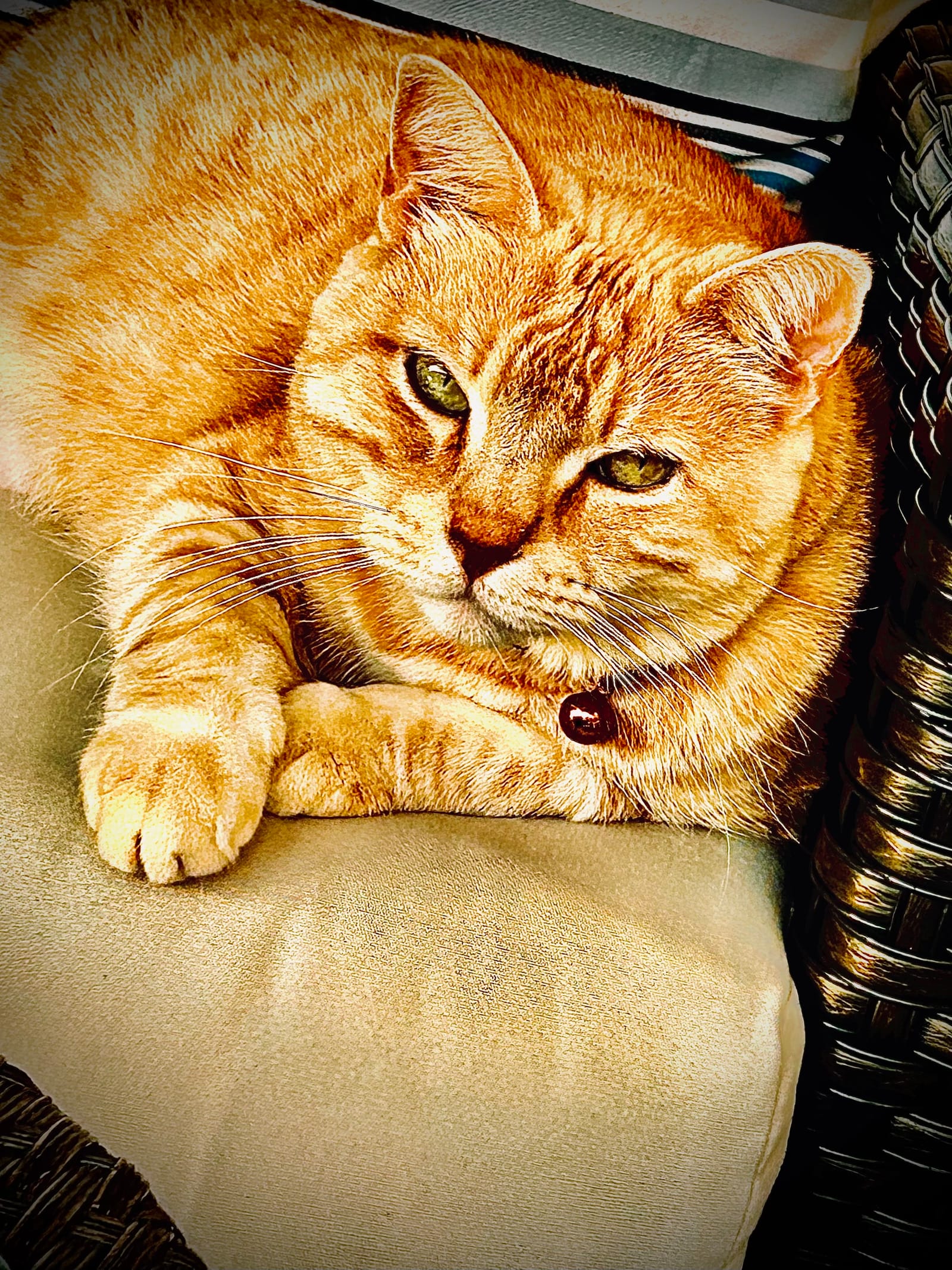 Petspiration Spotlight: Pusita