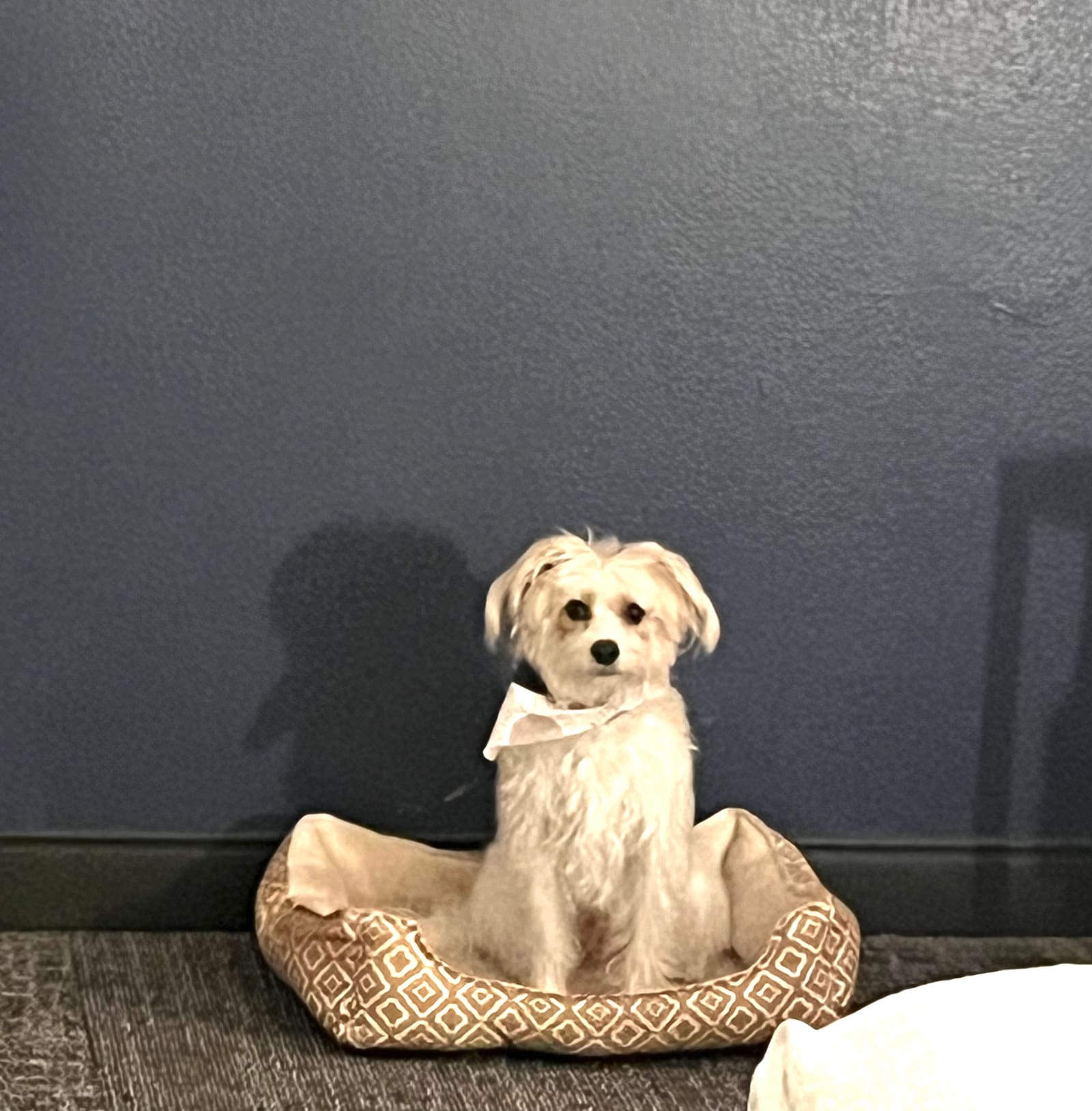 Petspiration Spotlight: Quinn