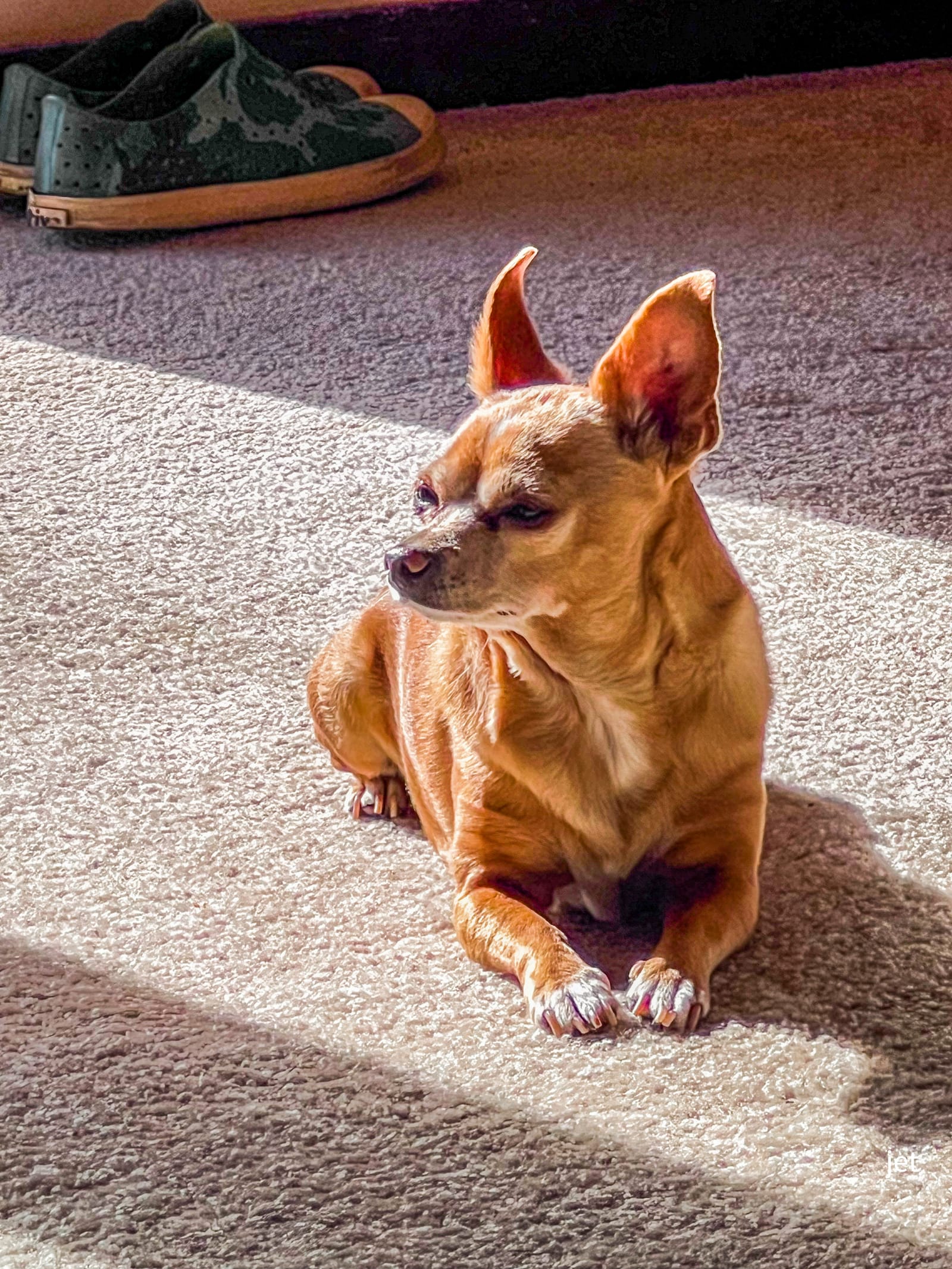 Petspiration Spotlight: Ralphie