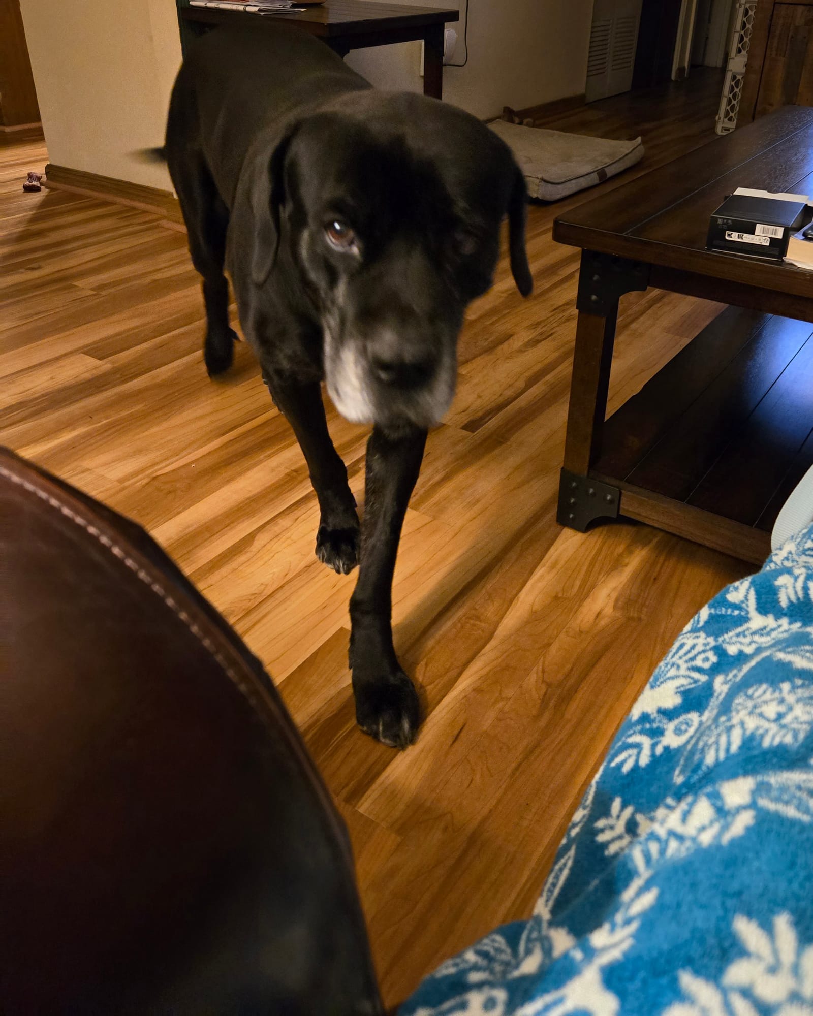 Petspiration Spotlight: Rambo