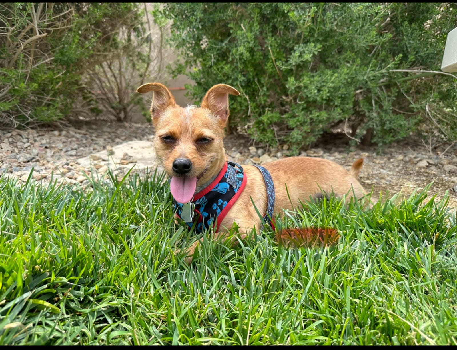 Petspiration Spotlight: Rascal