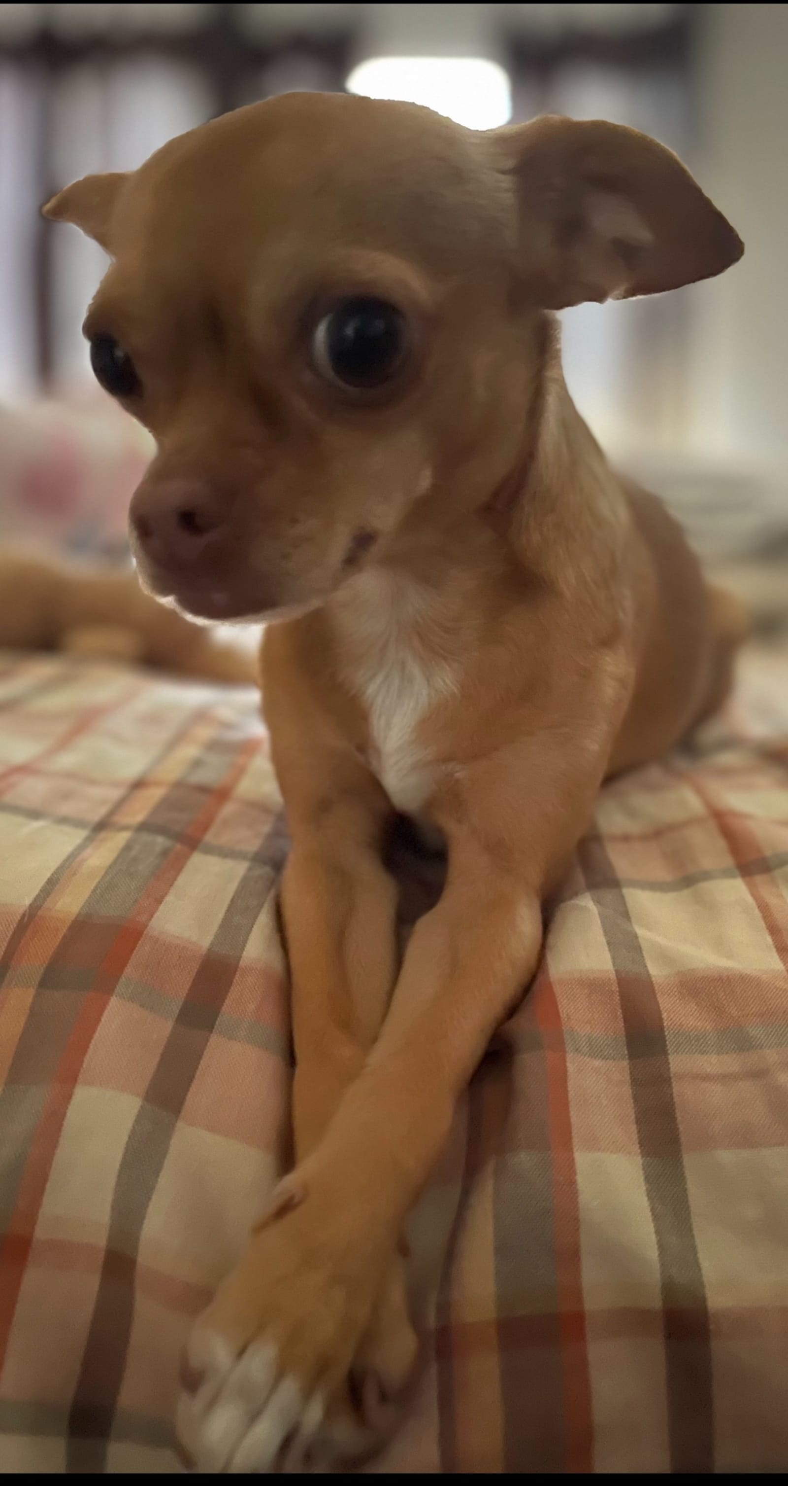 Petspiration Spotlight: Raymond