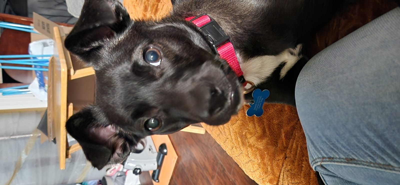 Petspiration Spotlight: Rayna