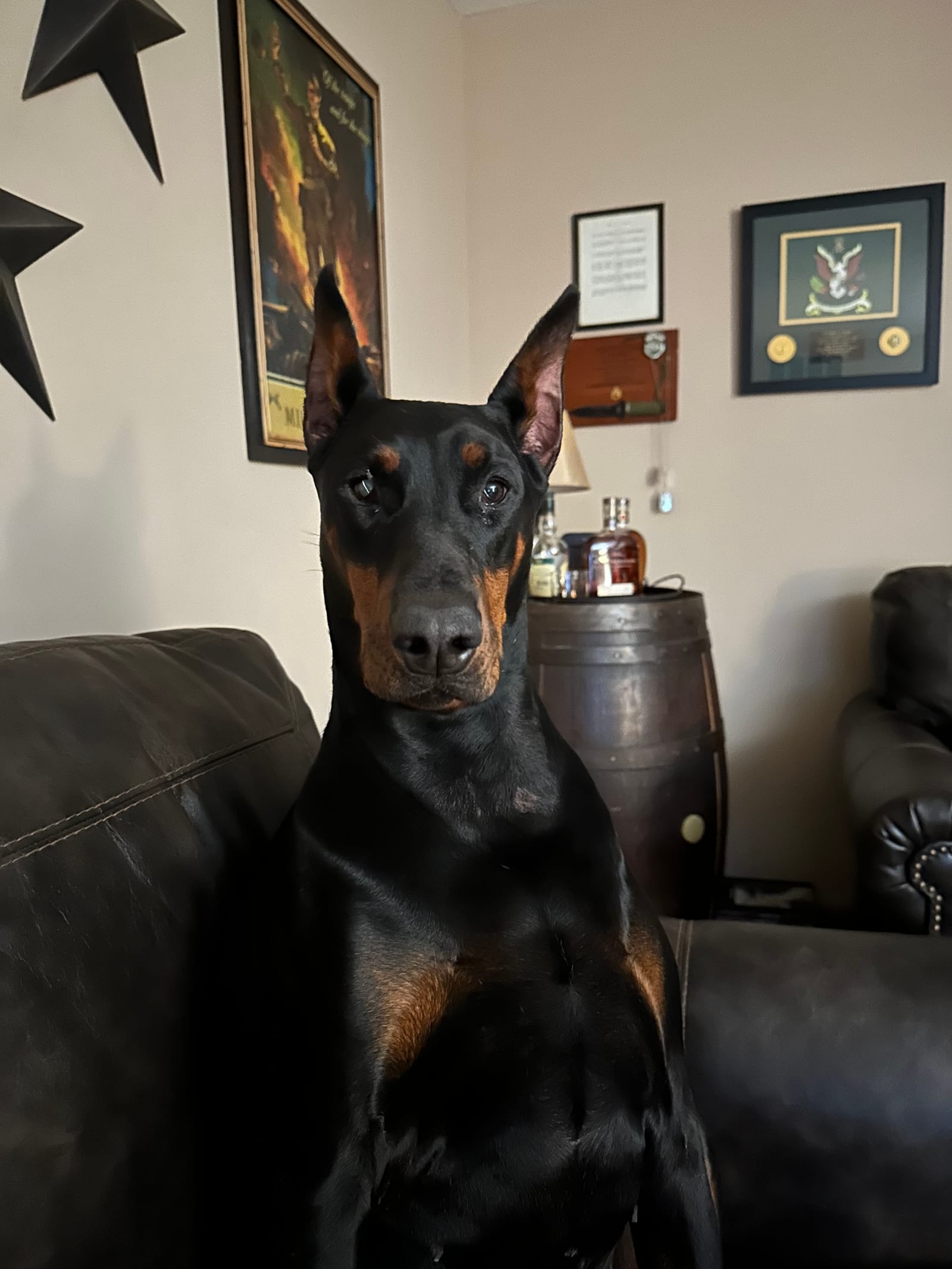 Petspiration Spotlight: Reagan
