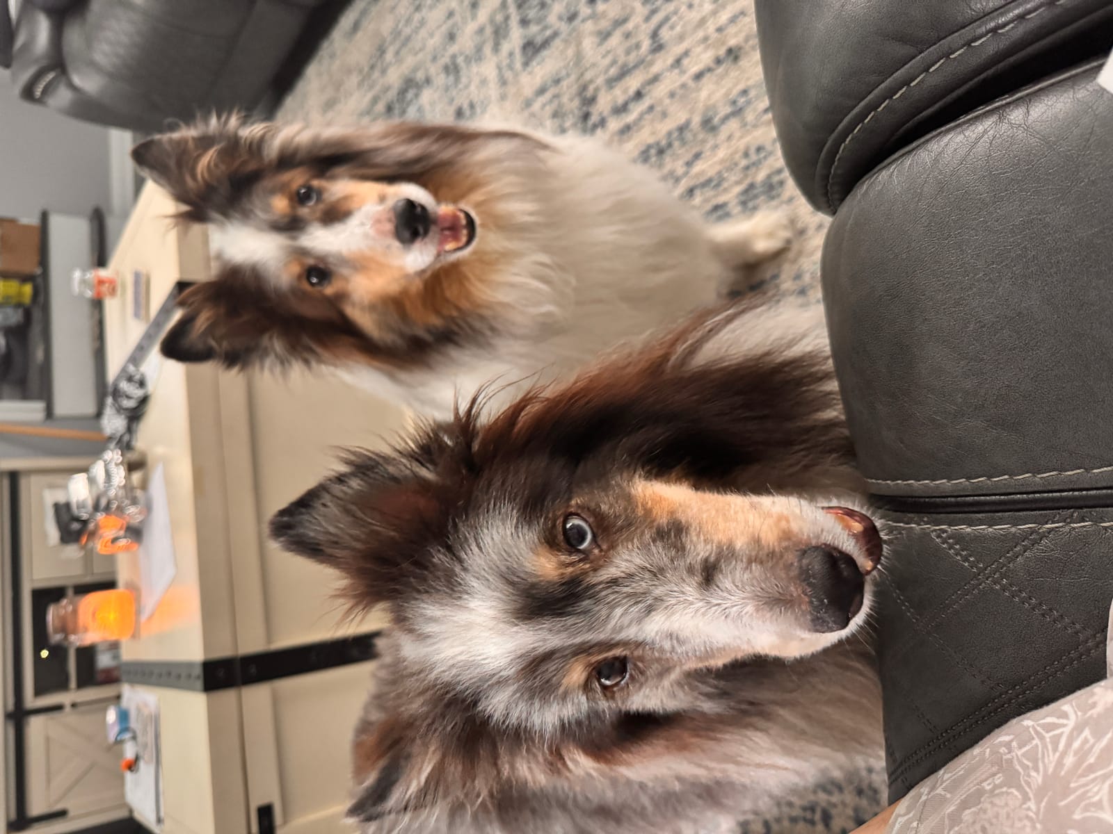 Petspiration Spotlight: Toby and Reagan