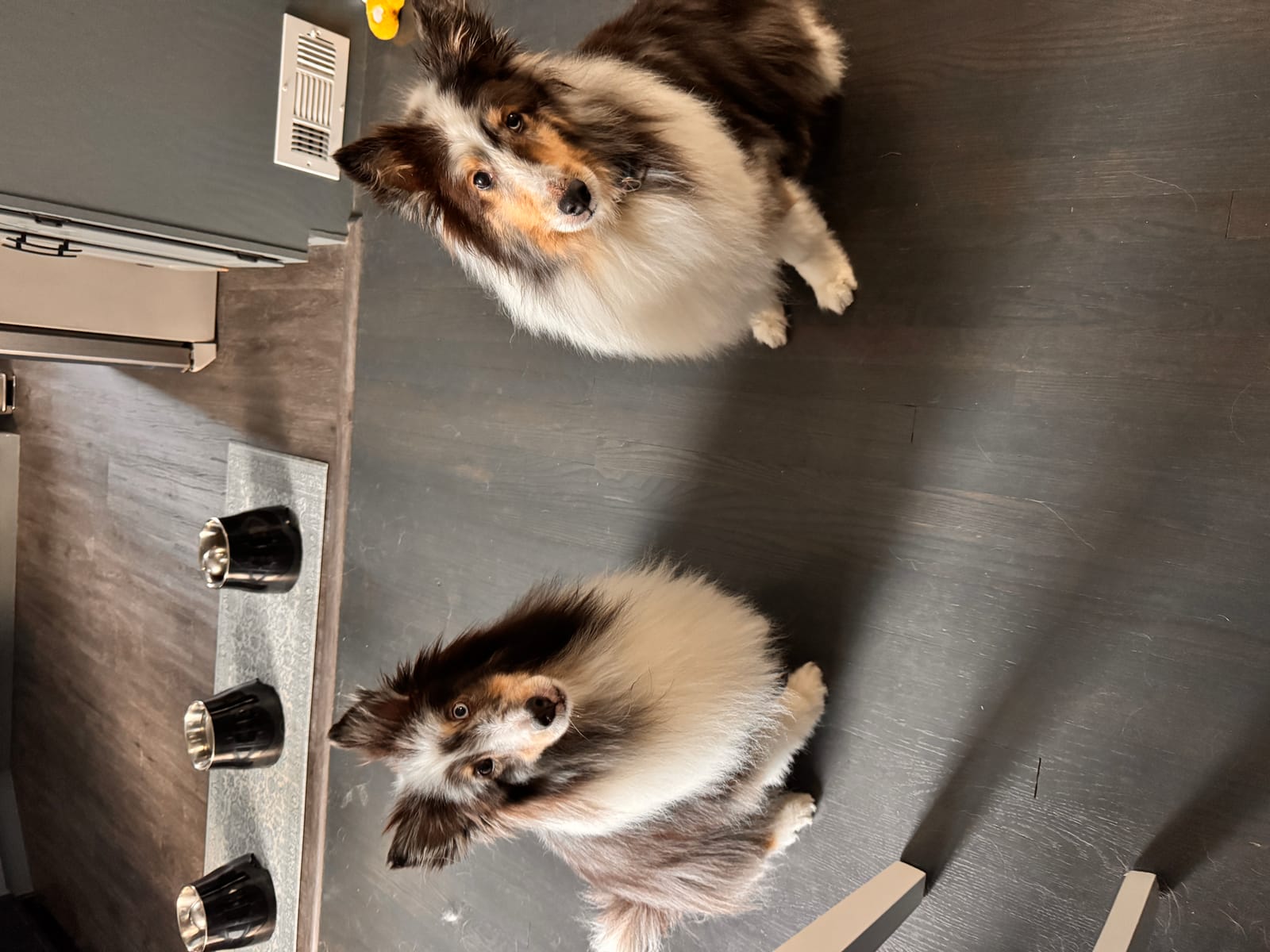 Petspiration Spotlight: Toby and Reagan