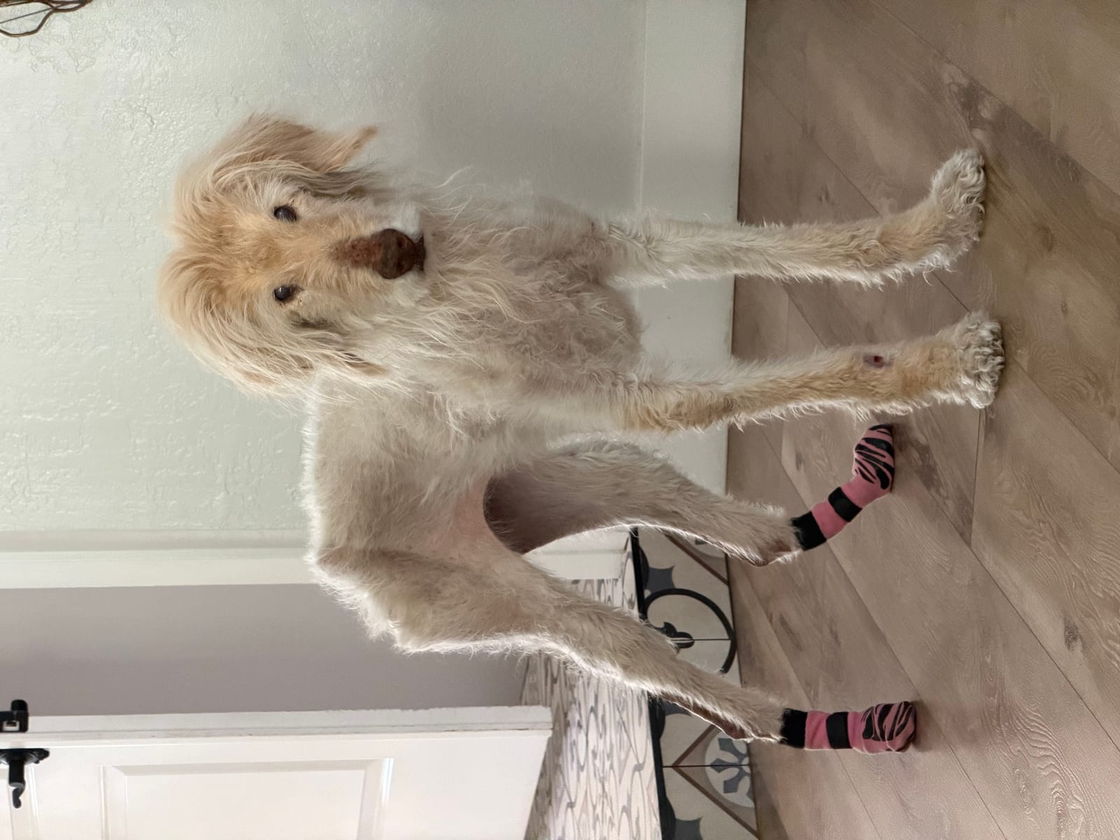 Petspiration Spotlight: Lady Remington Bojangles Magillicuddy