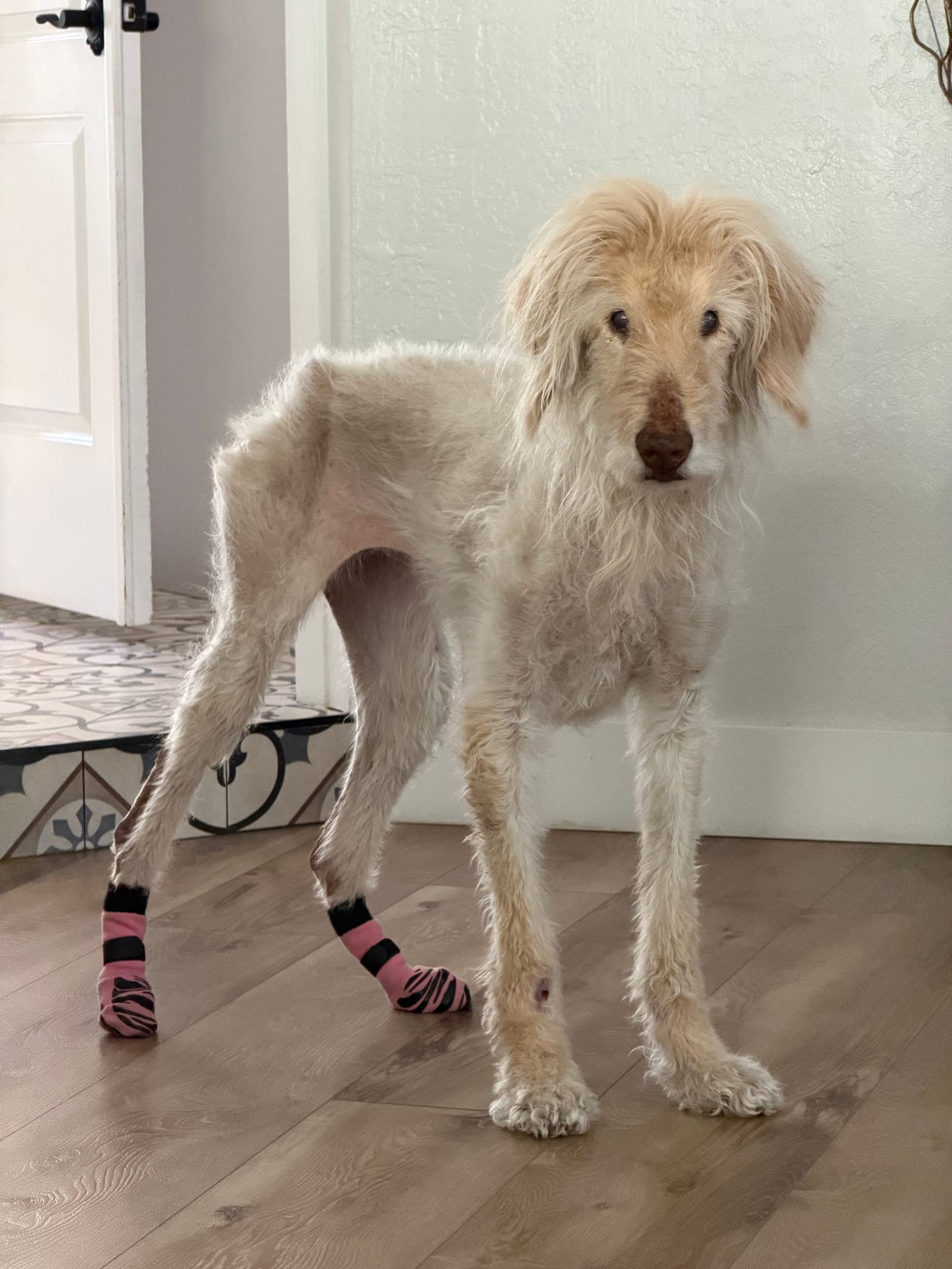 Petspiration Spotlight: Lady Remington Bojangles Magillicuddy