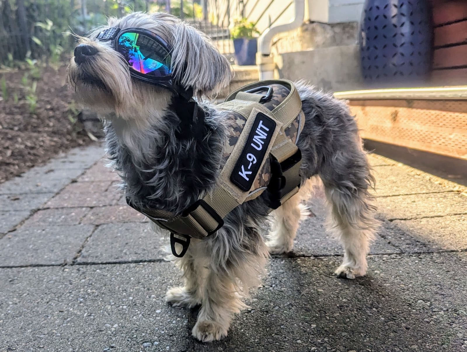 Petspiration Spotlight: Renessme (Nessie)