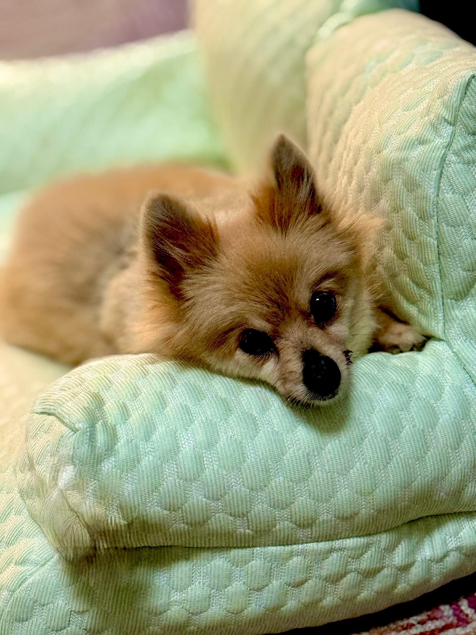 Petspiration Spotlight: Reya