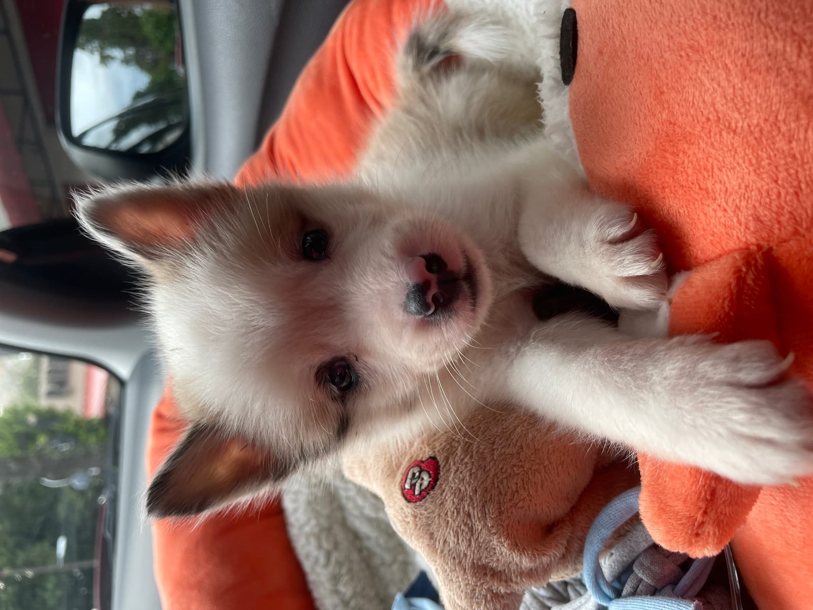 Petspiration Spotlight: Ringo