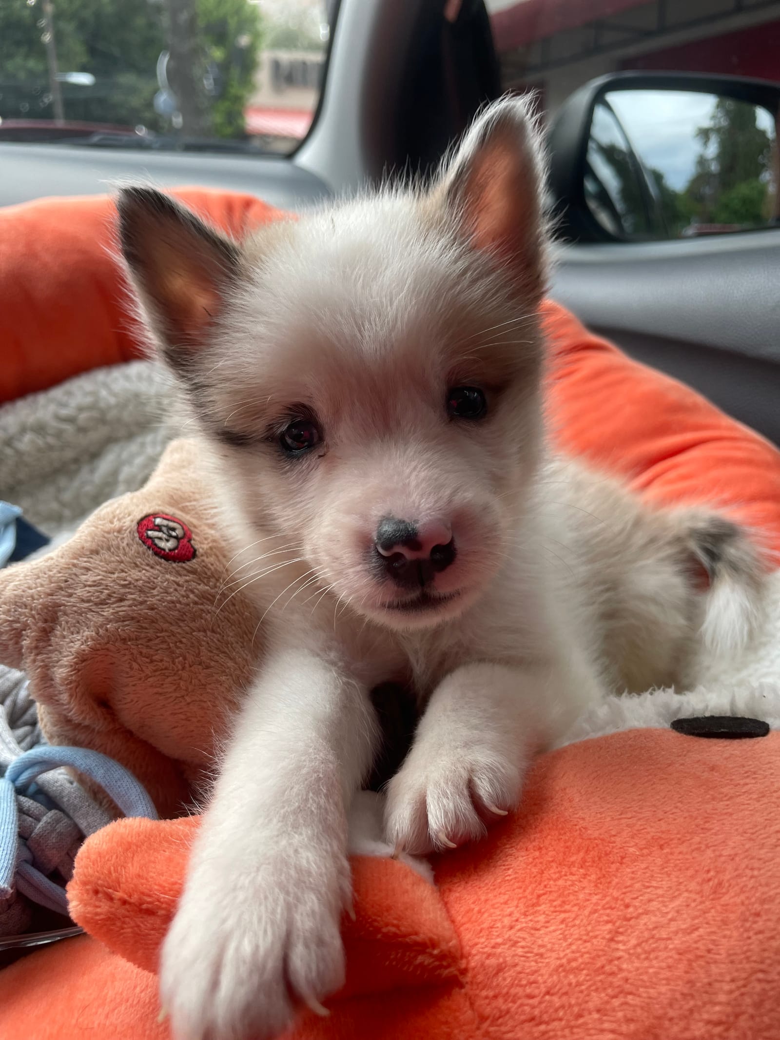 Petspiration Spotlight: Ringo
