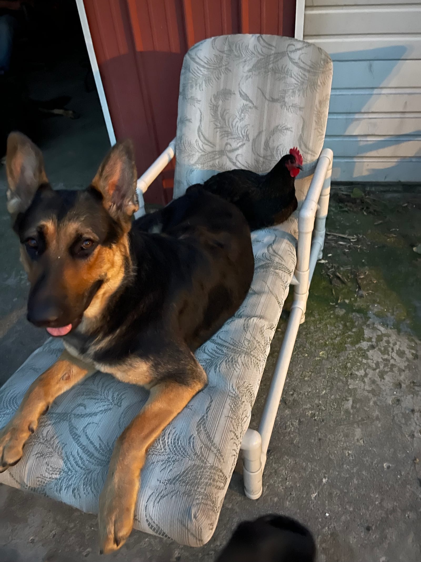 Petspiration Spotlight: River
