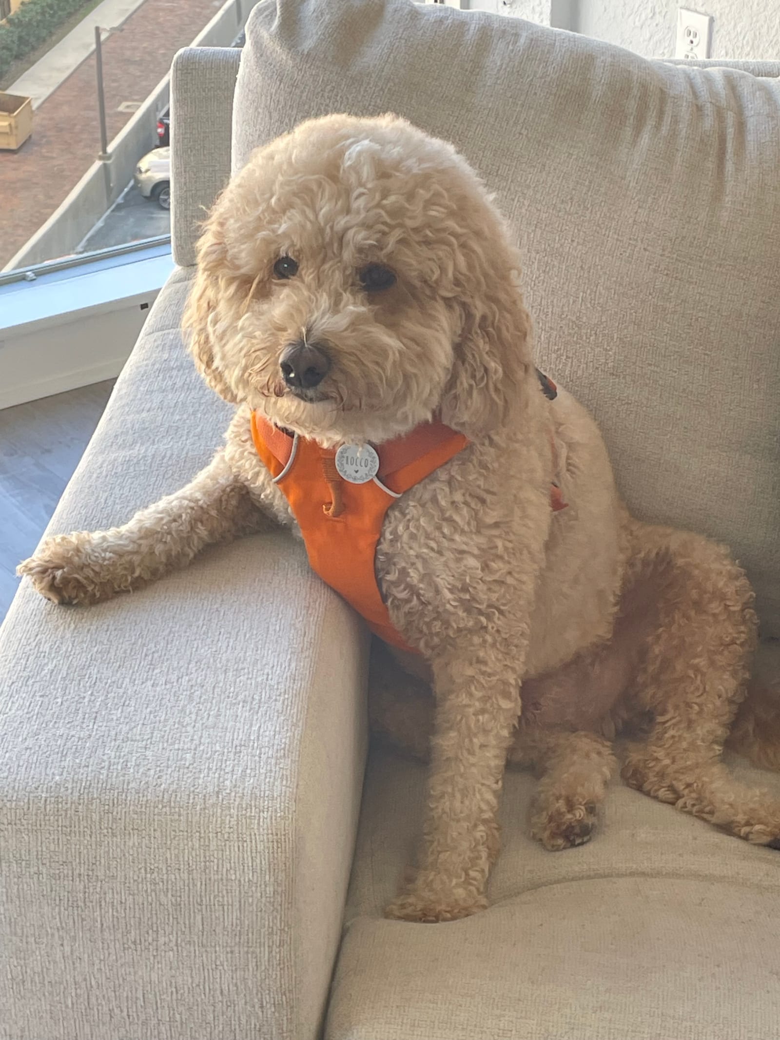 Petspiration Spotlight: Rocco