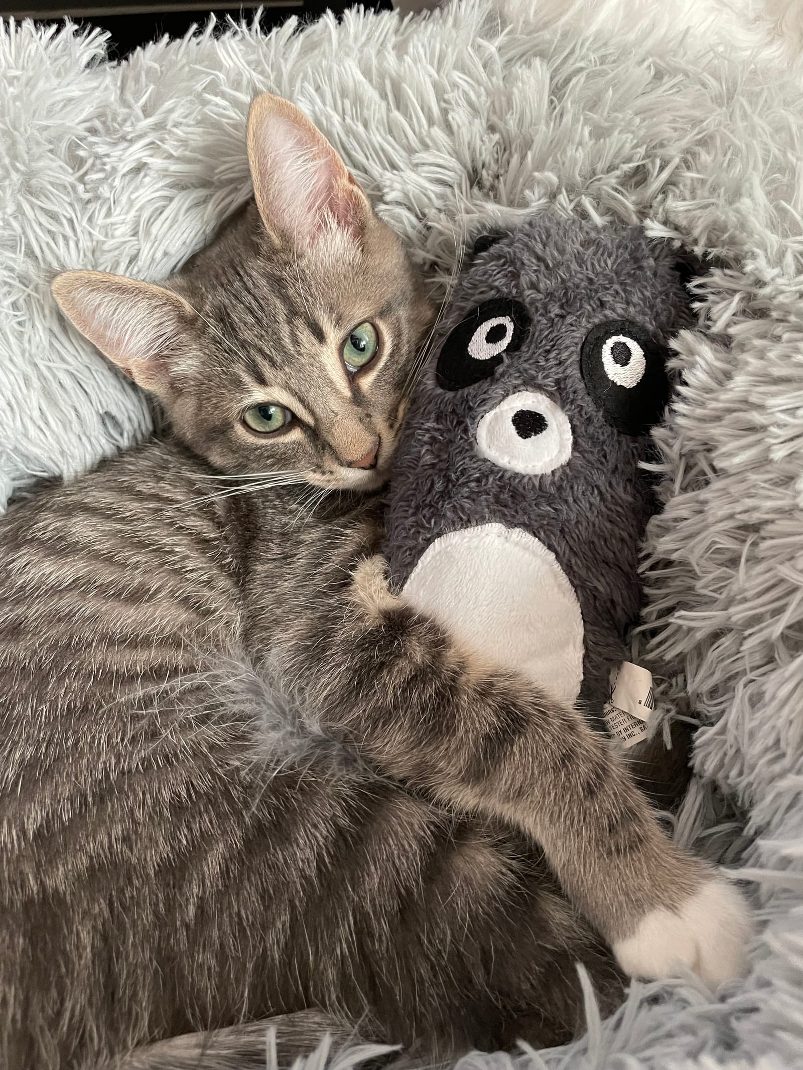 Petspiration Spotlight: Rocky