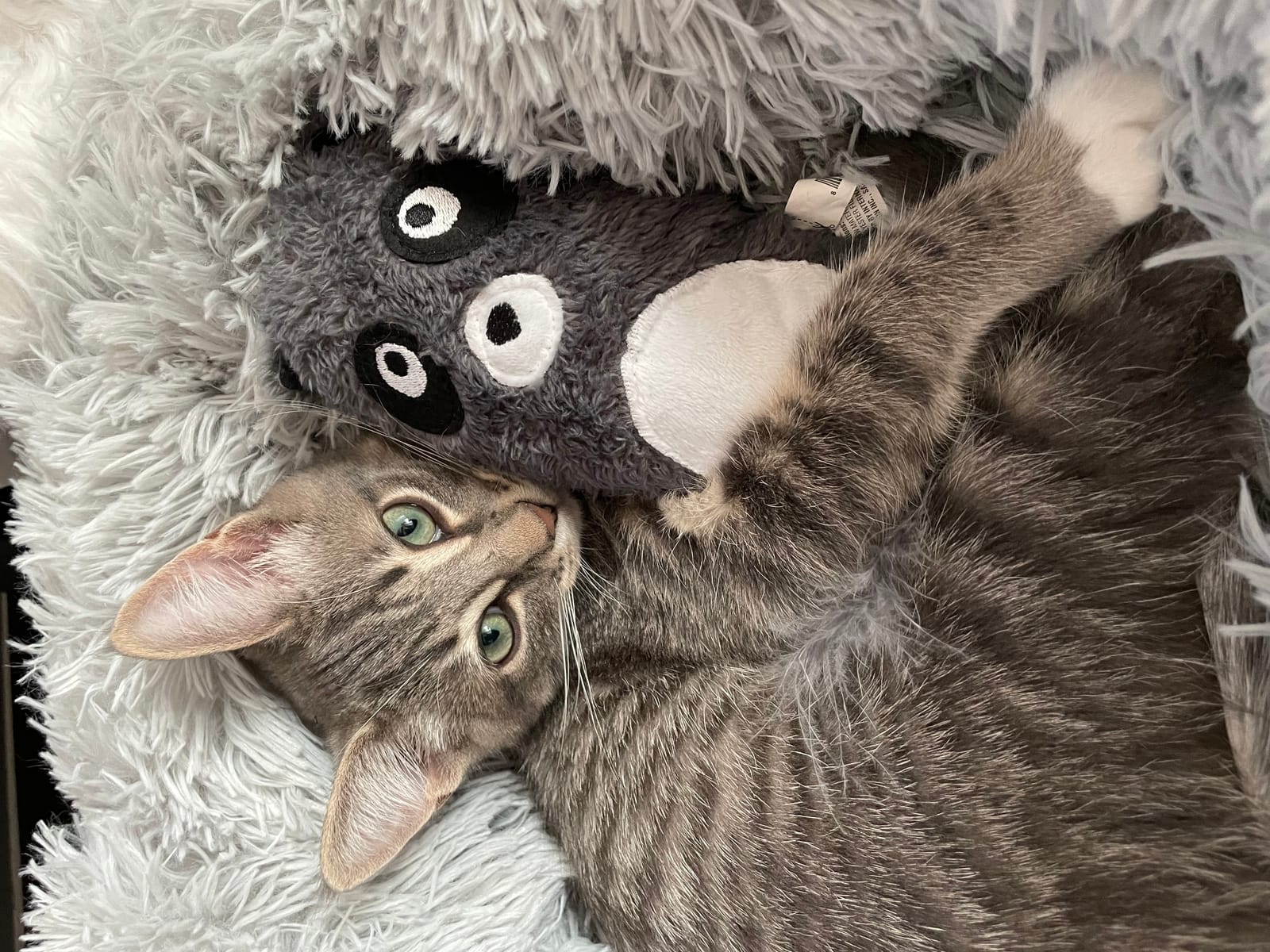 Petspiration Spotlight: Rocky