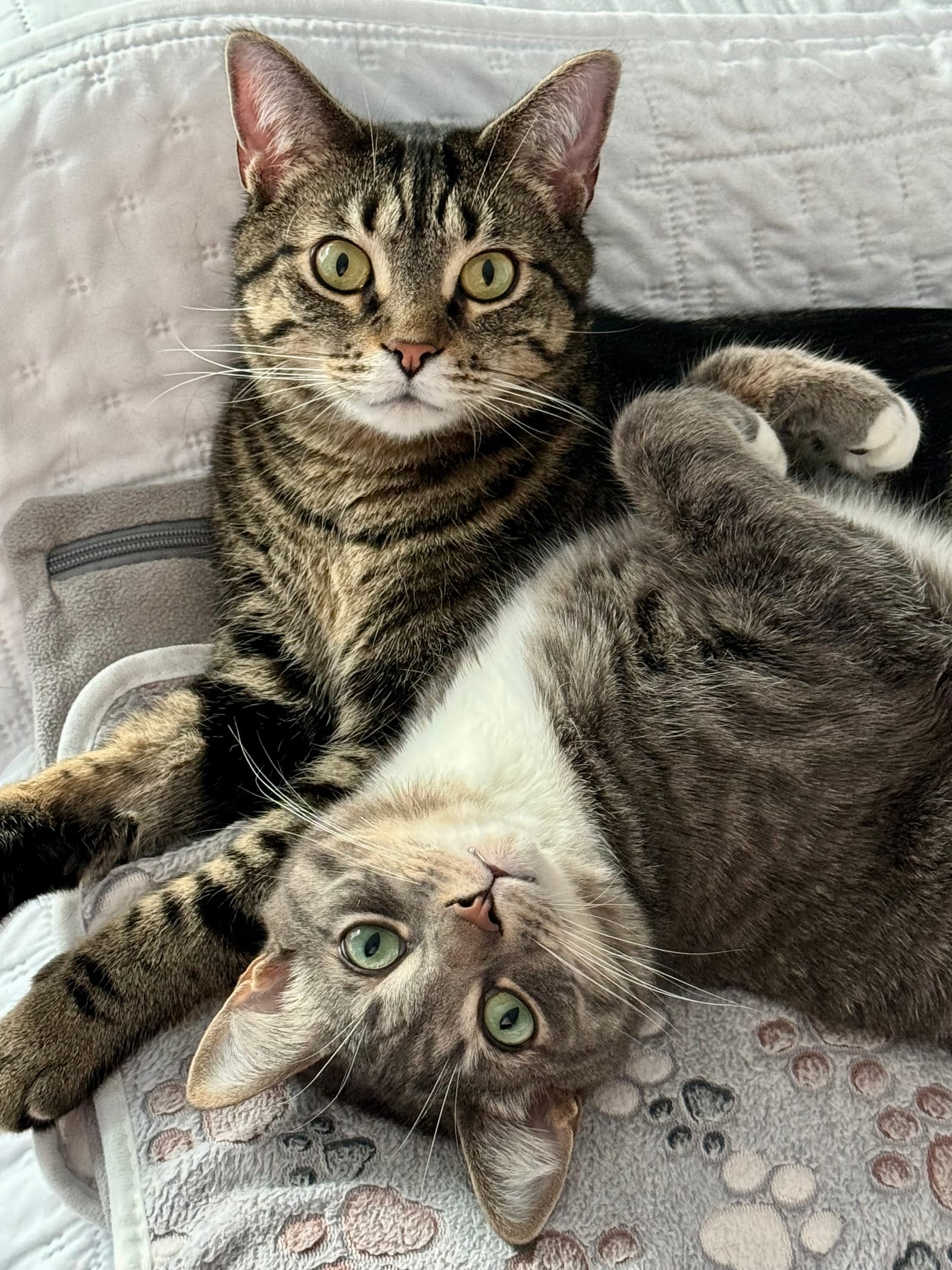 Petspiration Spotlight: Tony and Rocky