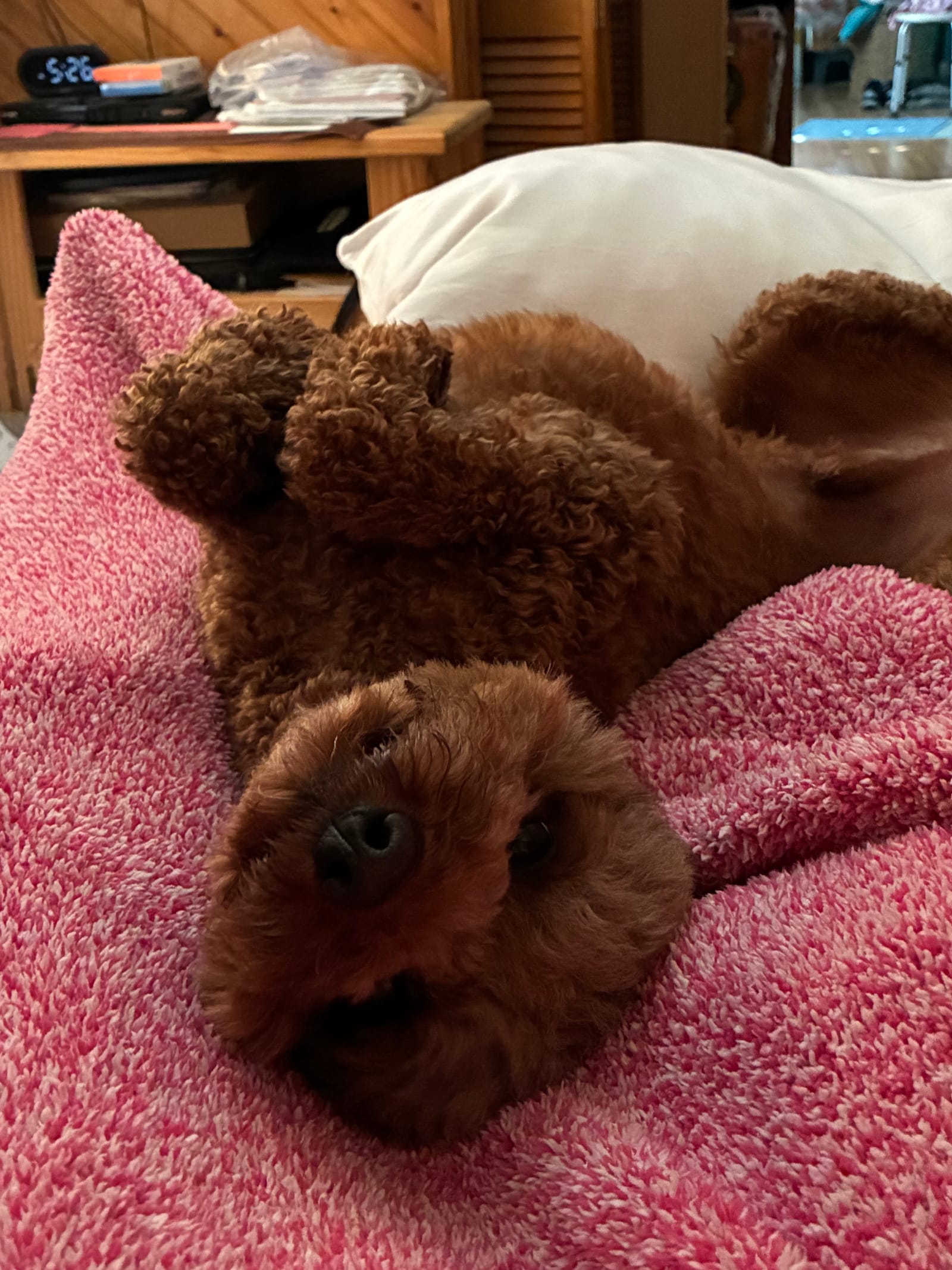 Petspiration Spotlight: Roscoe