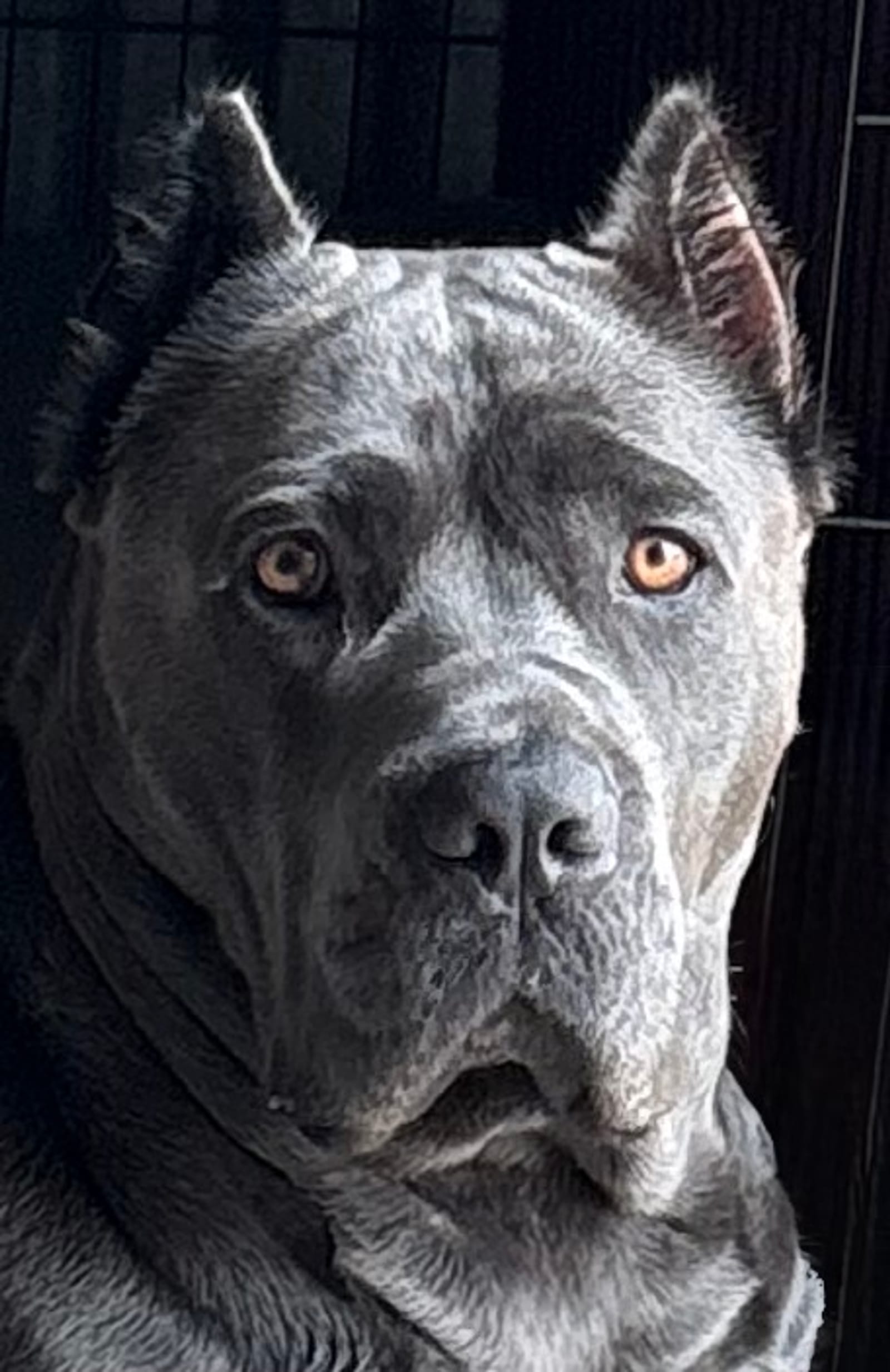 Petspiration Spotlight: Rosie