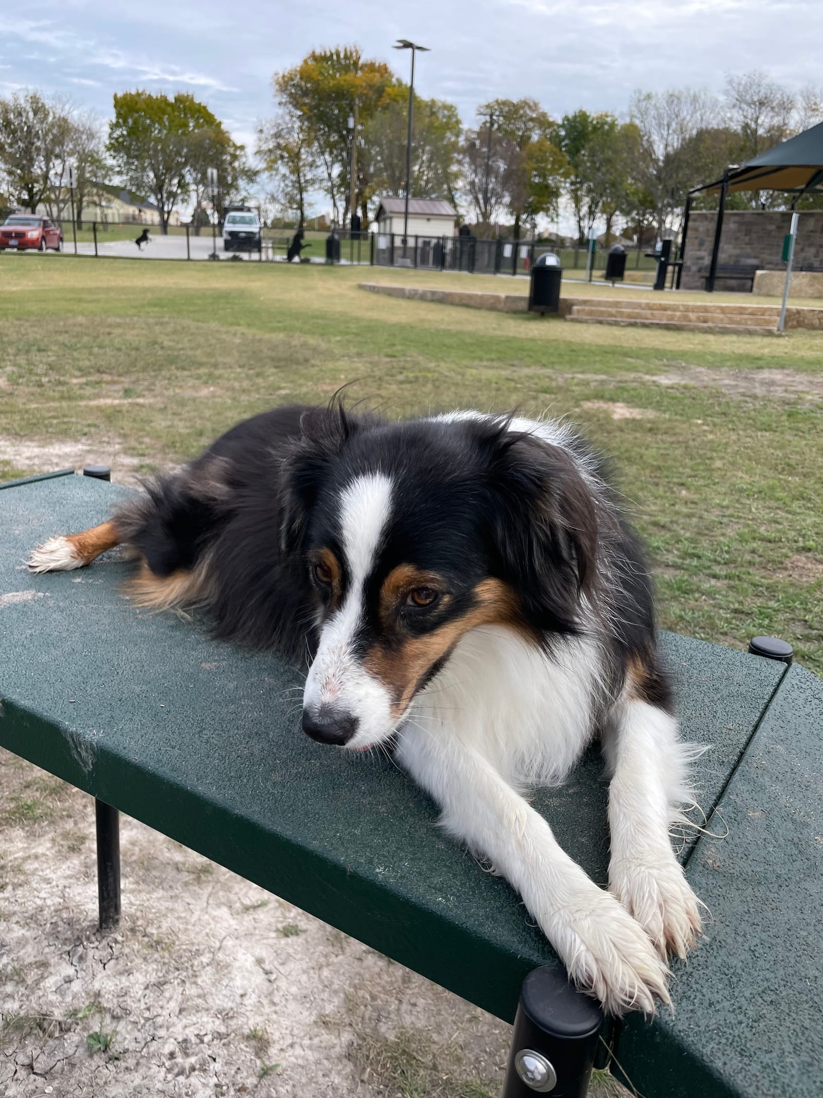Petspiration Spotlight: Rosie